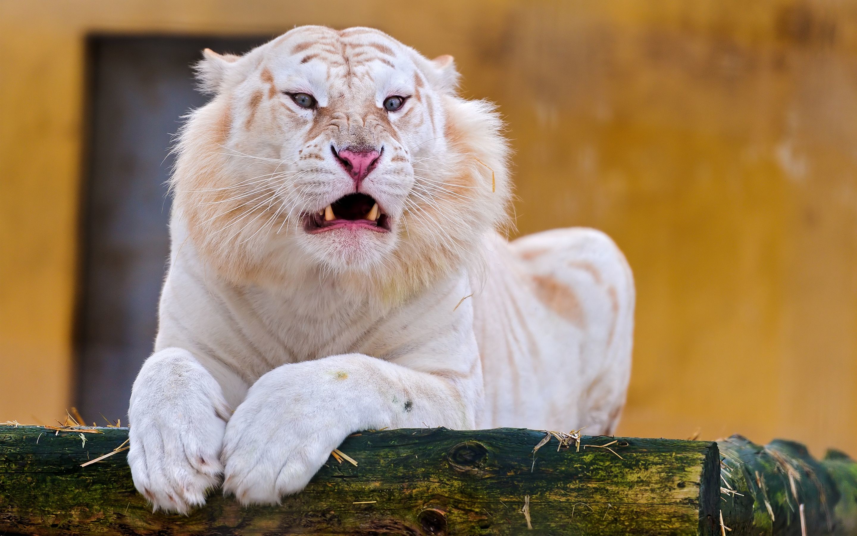 General 2880x1800 nature animals tiger albino wild cat wood fangs white tigers feline big cats closeup