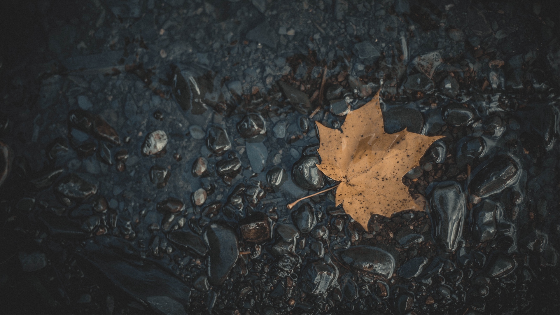 General 1920x1080 nature photography leaves stones wet fallen leaves