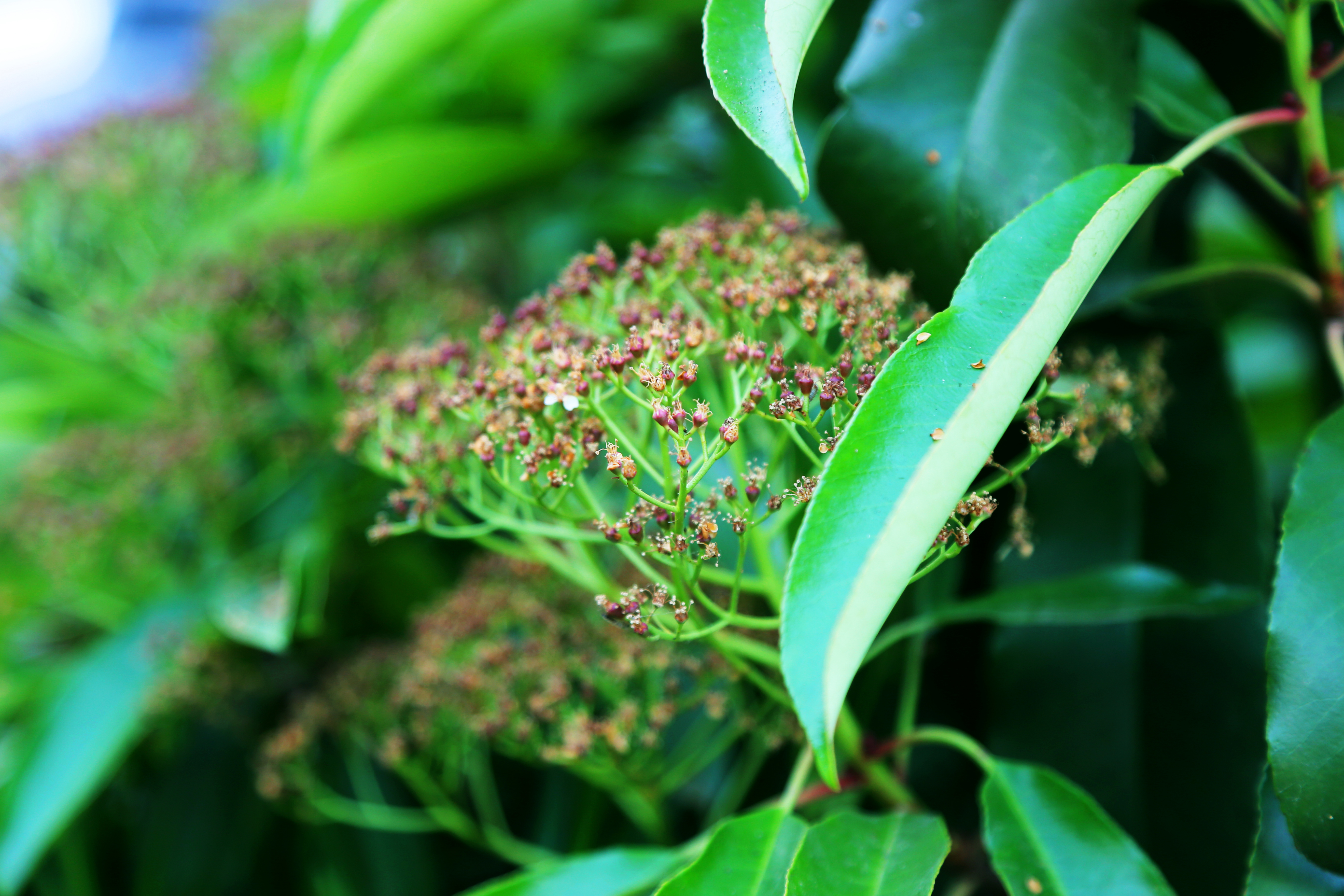 General 5472x3648 green plants flowers leaves nature closeup