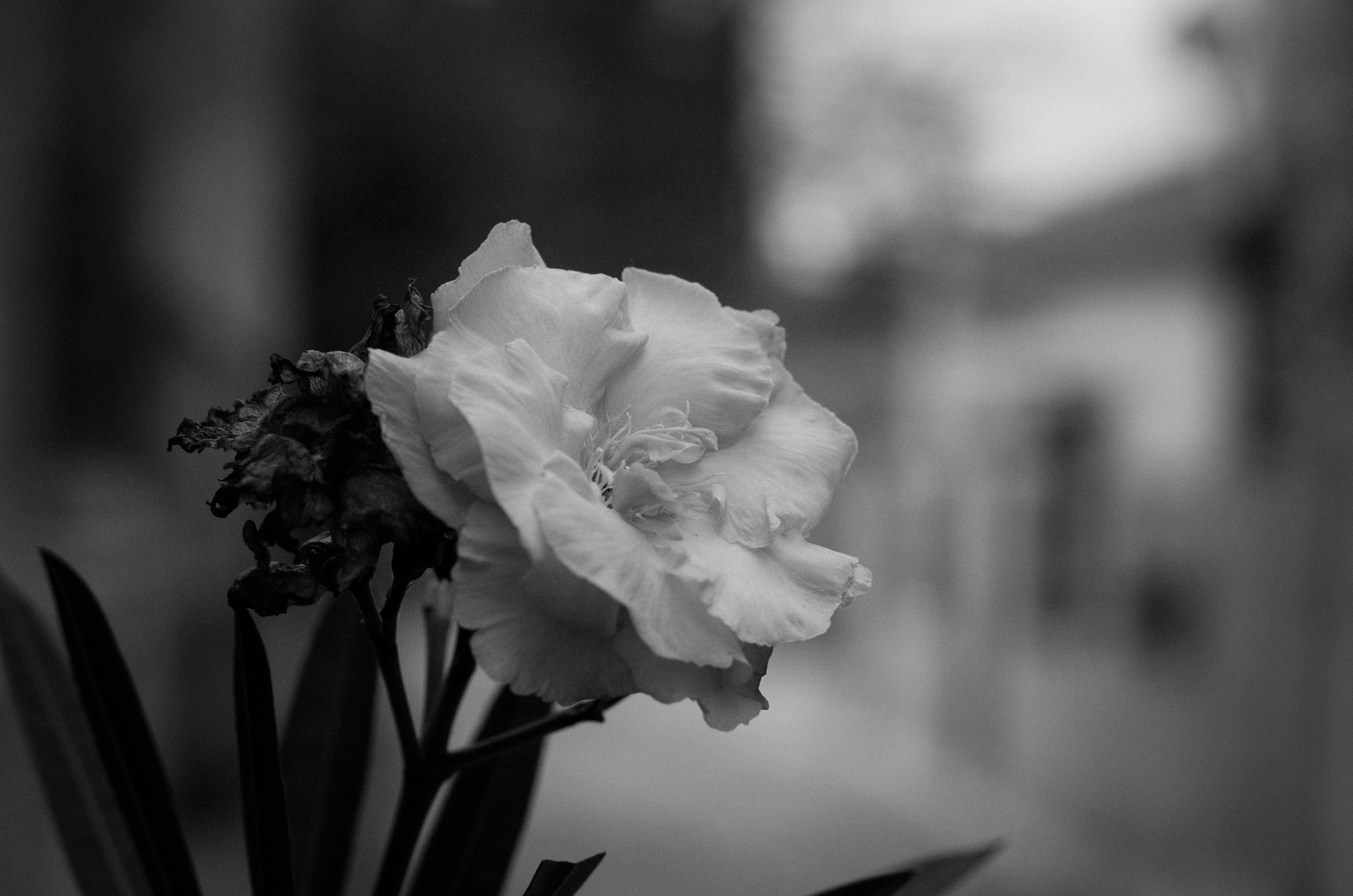 General 4928x3264 flowers monochrome photography plants closeup leaves blurry background blurred