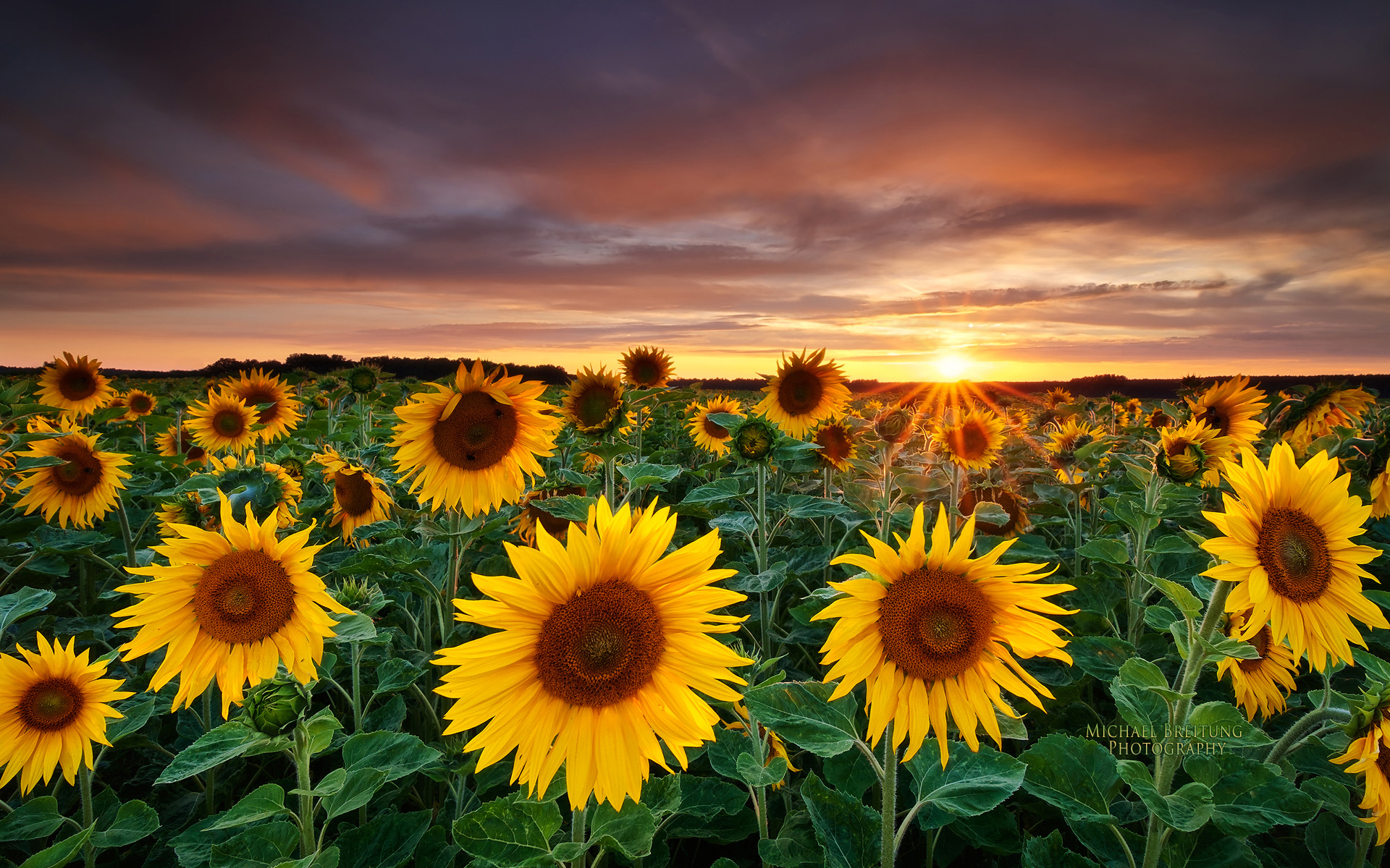 General 1920x1200 sunflowers landscape sky flowers clouds sunset sunset glow Sun sunlight nature leaves