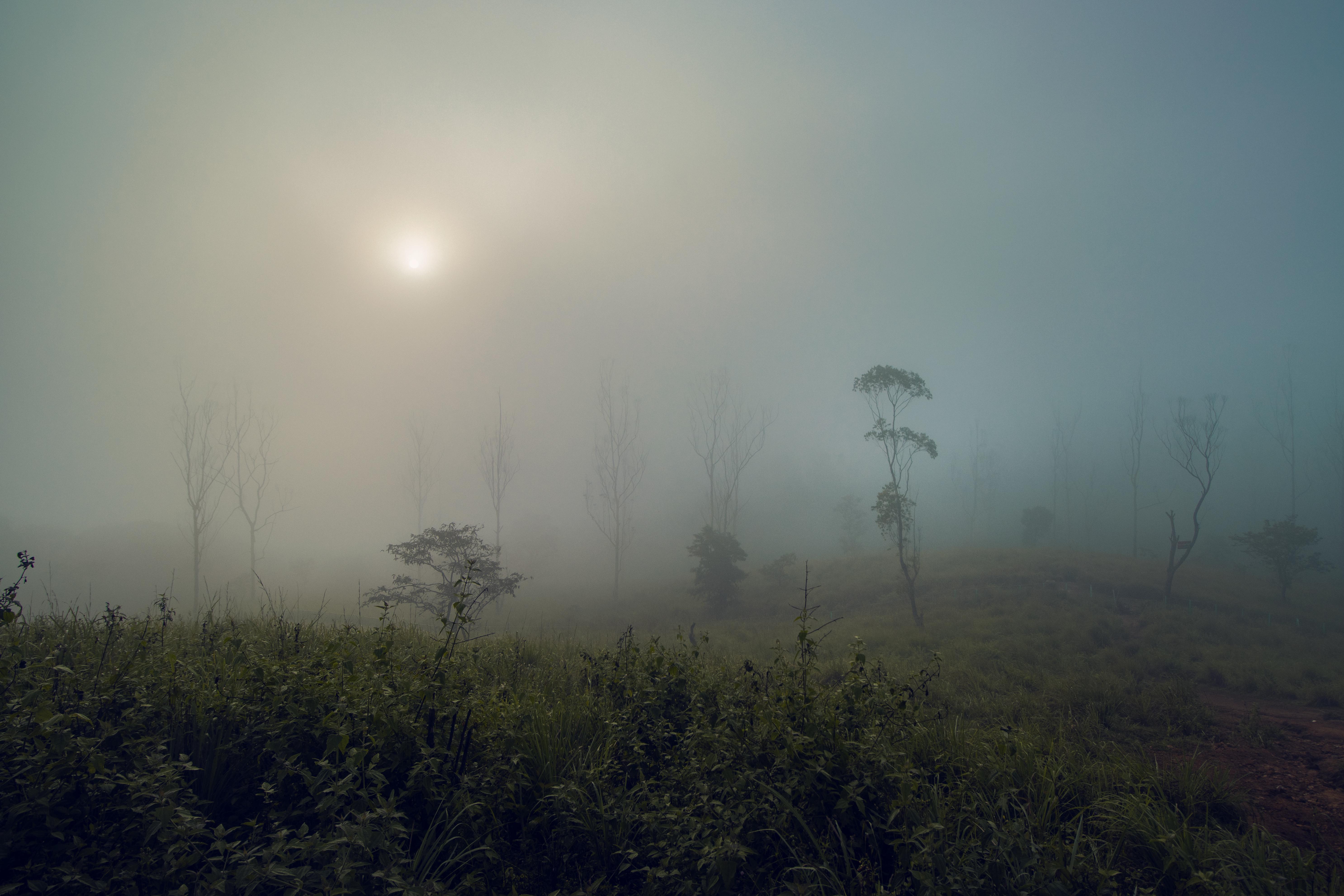 General 5944x3962 mist nature landscape fog India field trees Kerala Asia morning