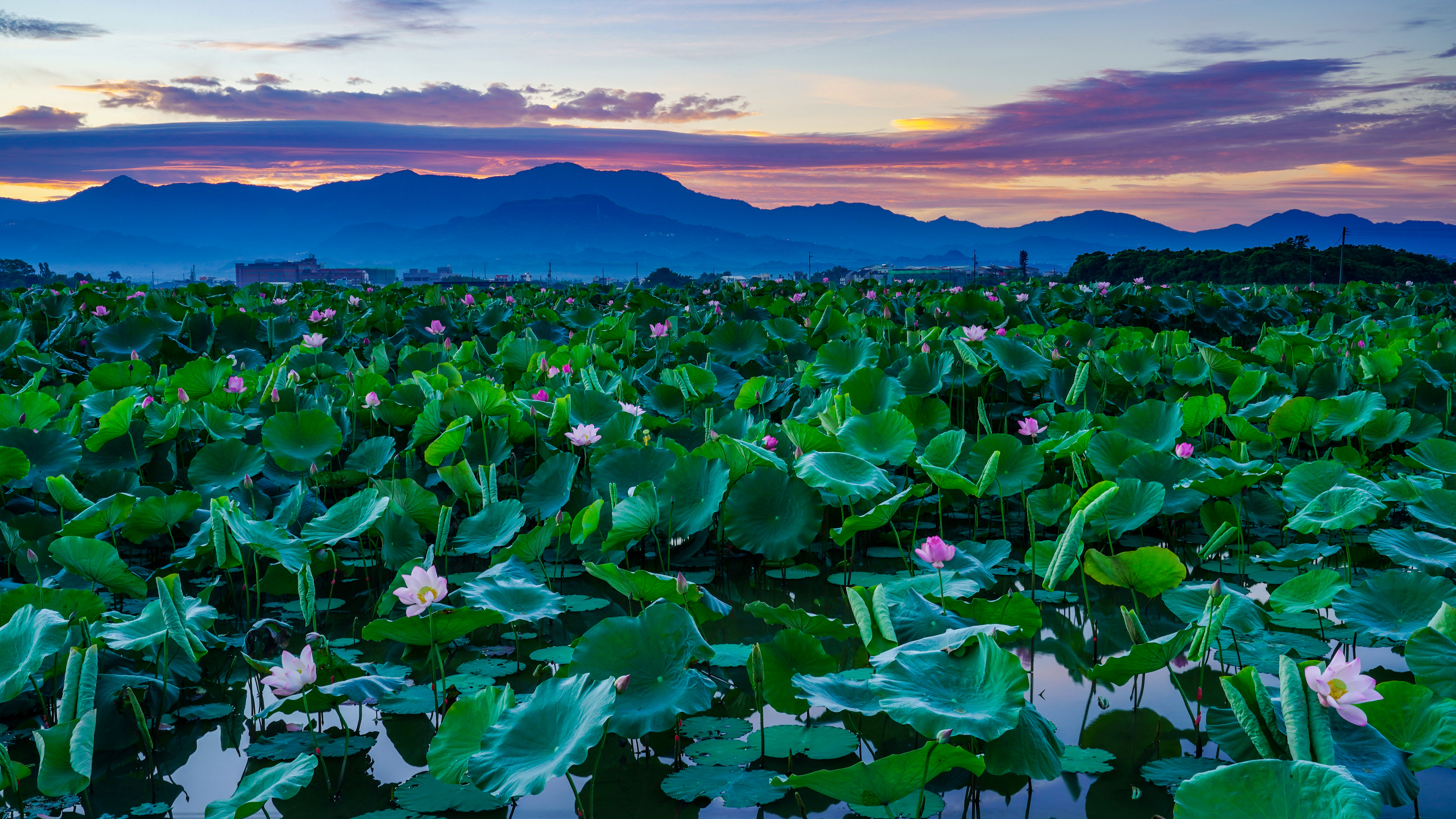 General 3840x2160 water lilies sunset landscape nature flowers mountains sunset glow clouds water reflection