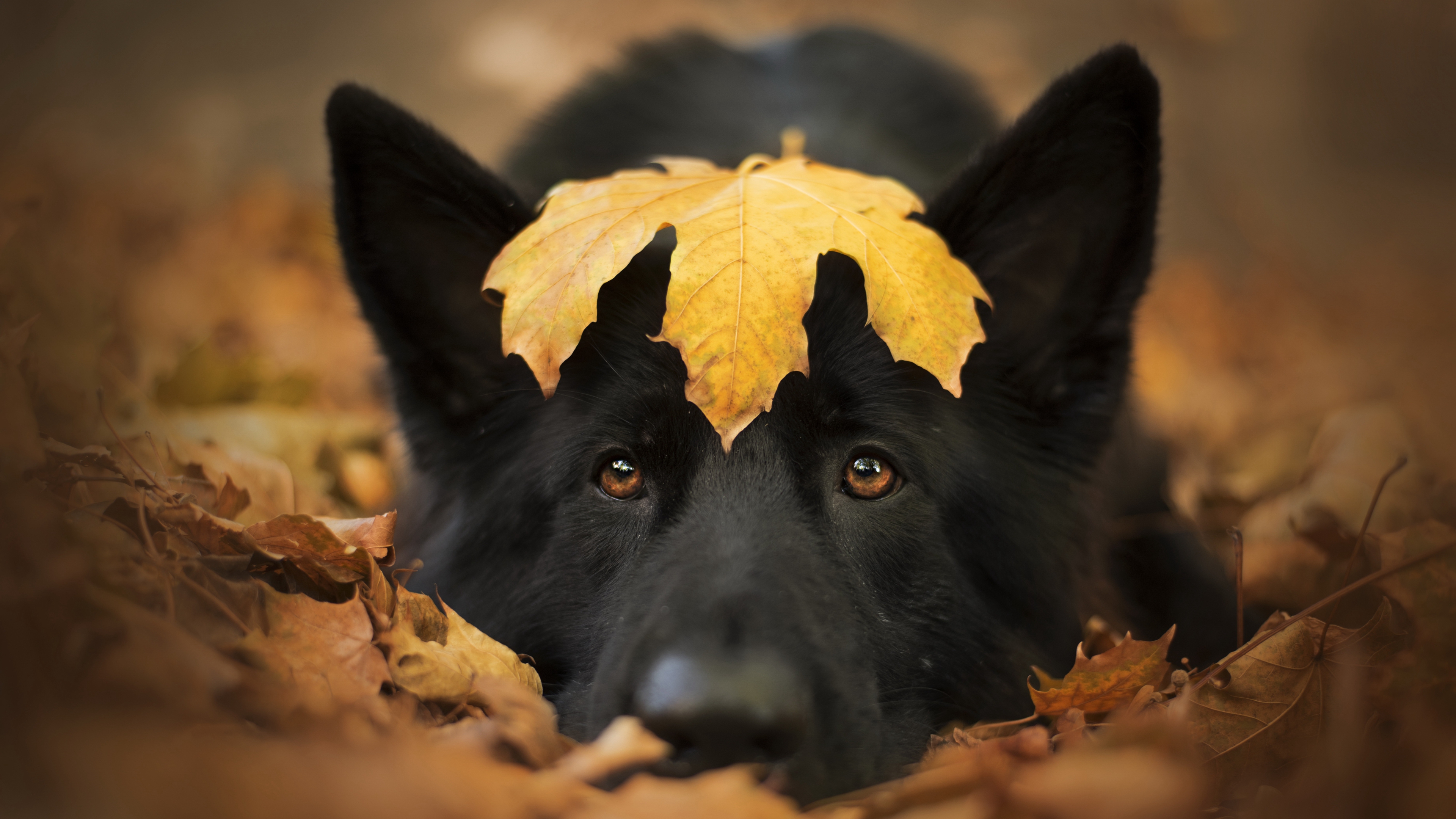 General 3840x2160 animals dog fall fallen leaves outdoors nature closeup fur depth of field leaves blurred blurry background lying down mammals looking at viewer