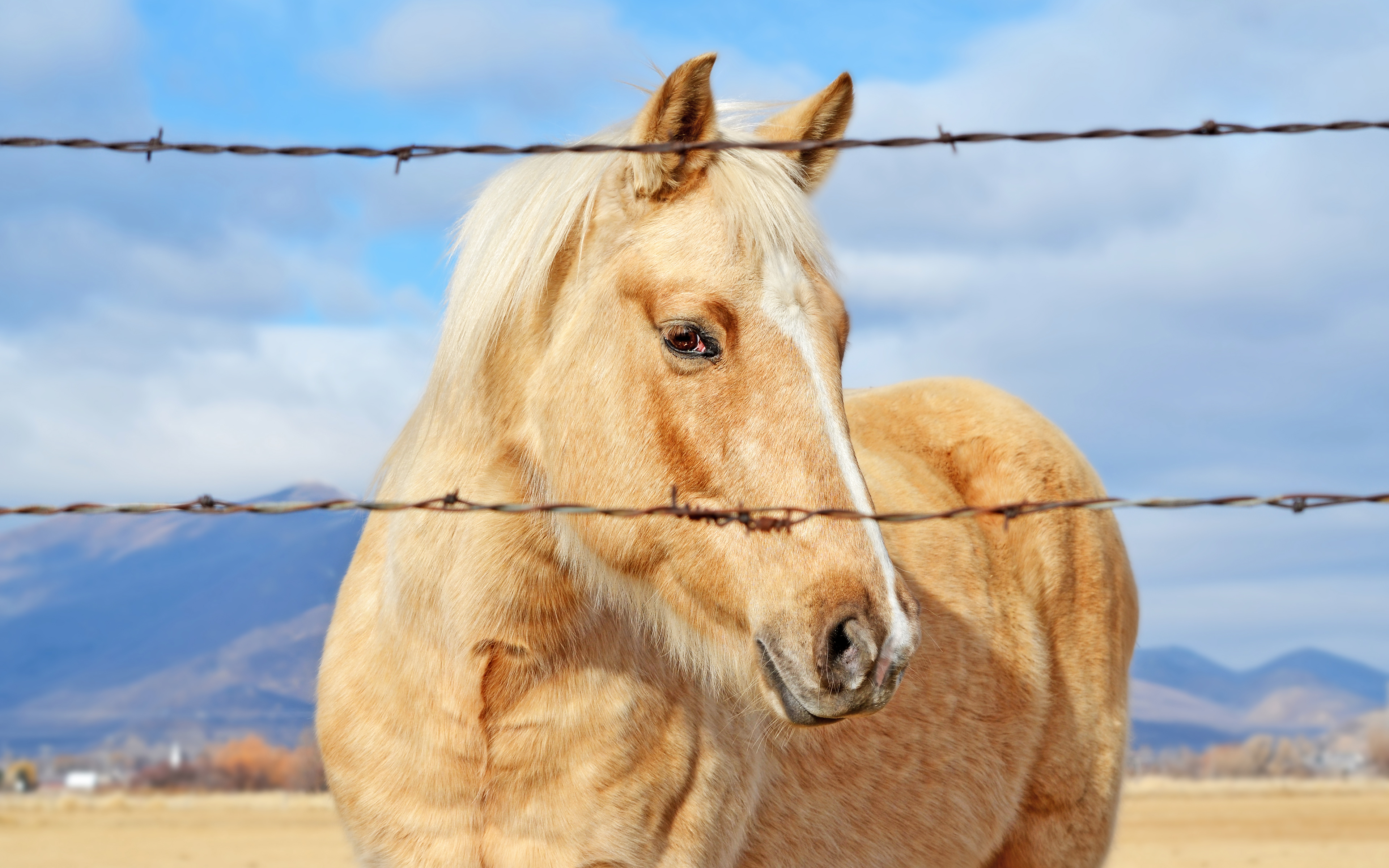 General 3840x2400 animals mammals fence outdoors sky horse clouds fur sunlight looking at viewer