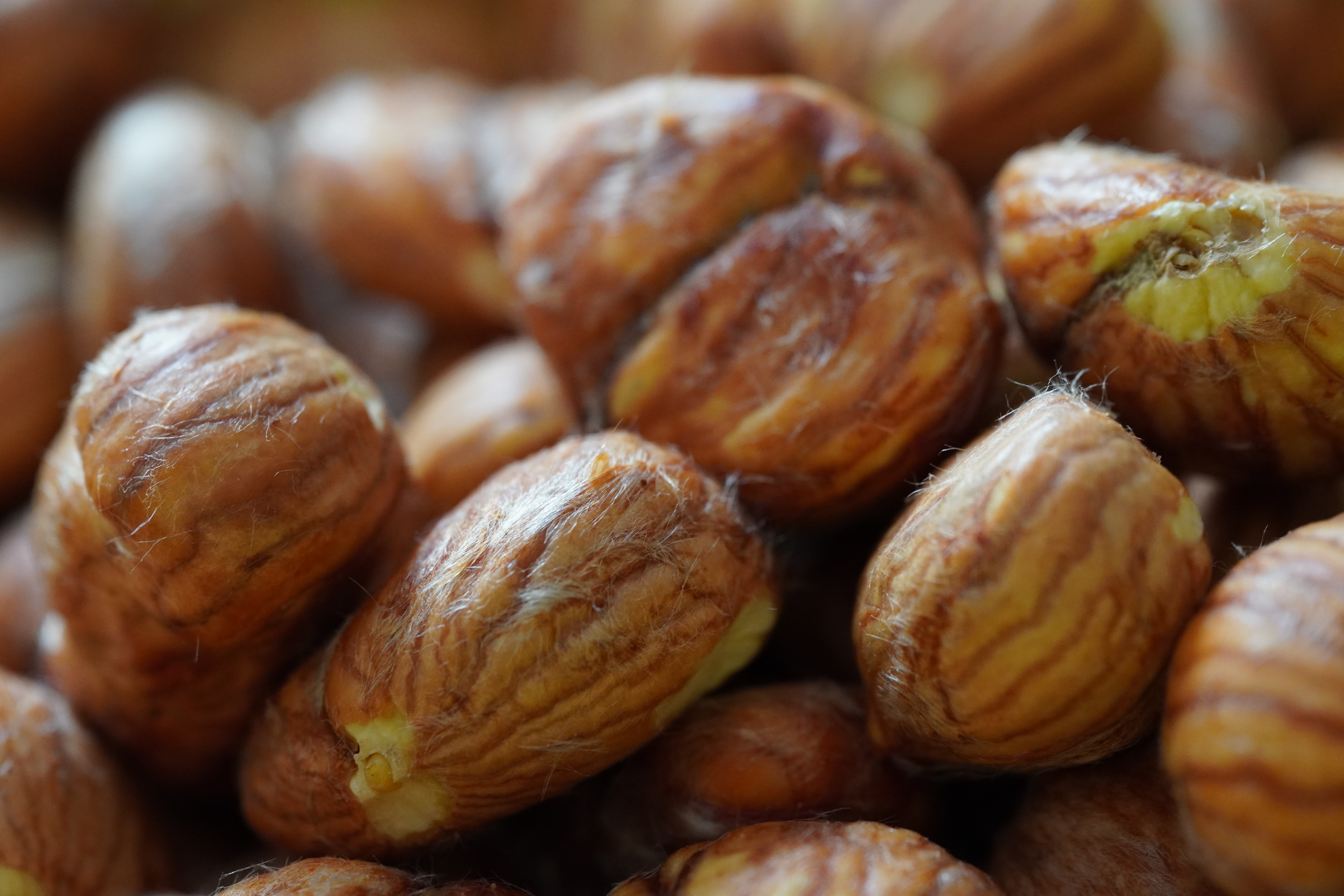 General 6000x4000 chestnut macro nuts depth of field closeup food
