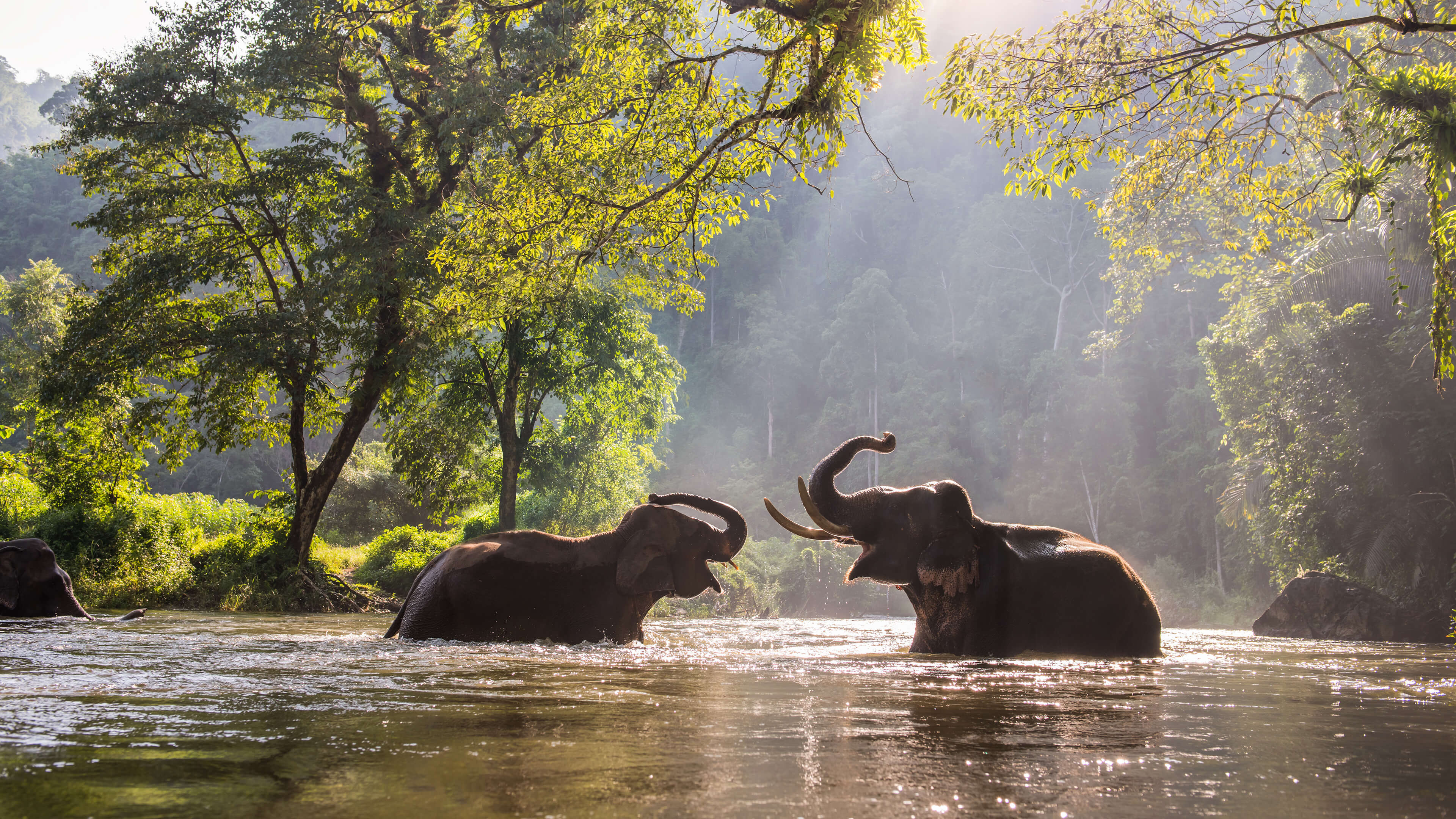 General 3840x2160 river riverside river delta landscape nature elephant water animals trees