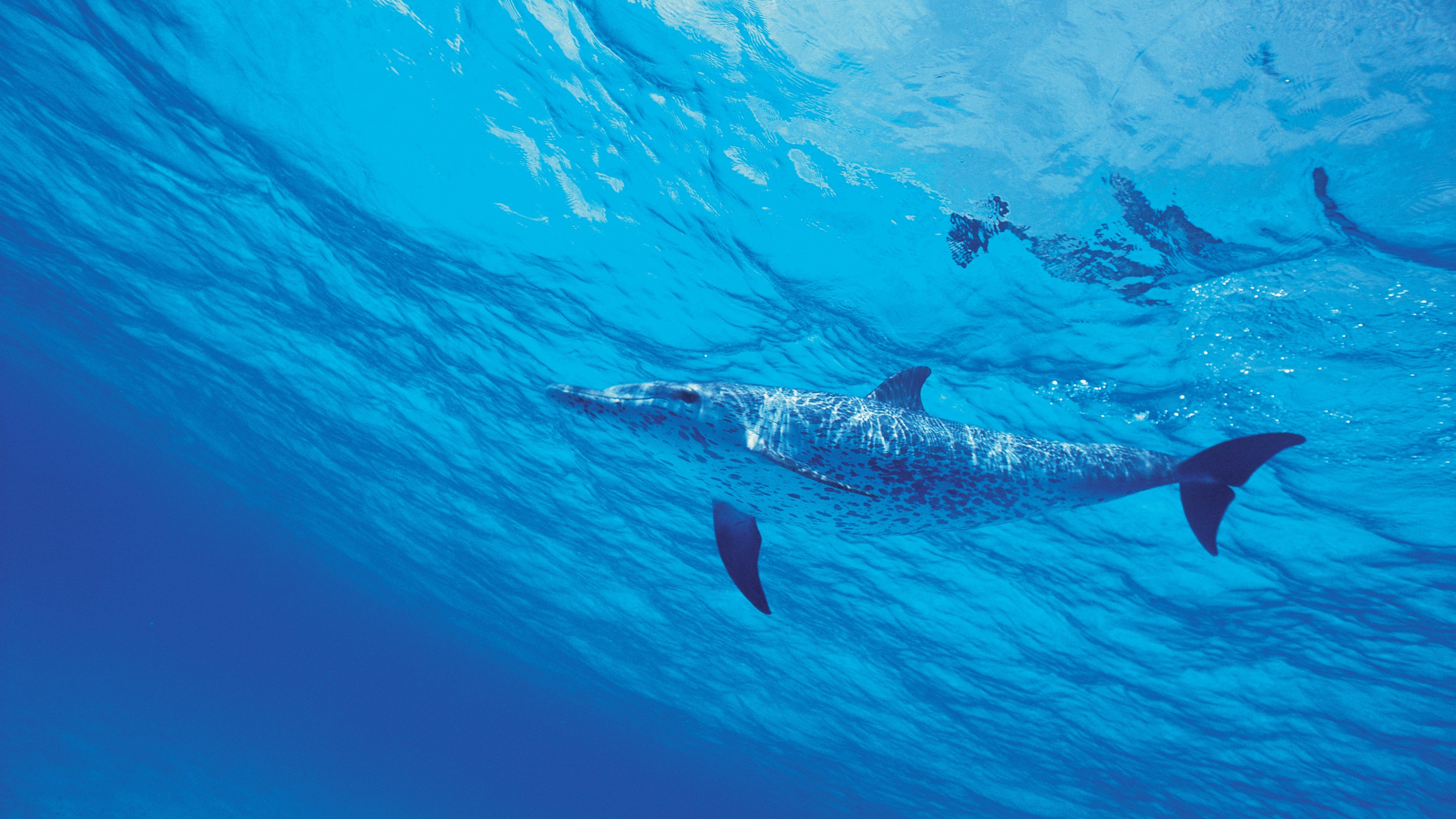 General 3840x2160 dolphin sea water underwater nature animals minimalism simple background