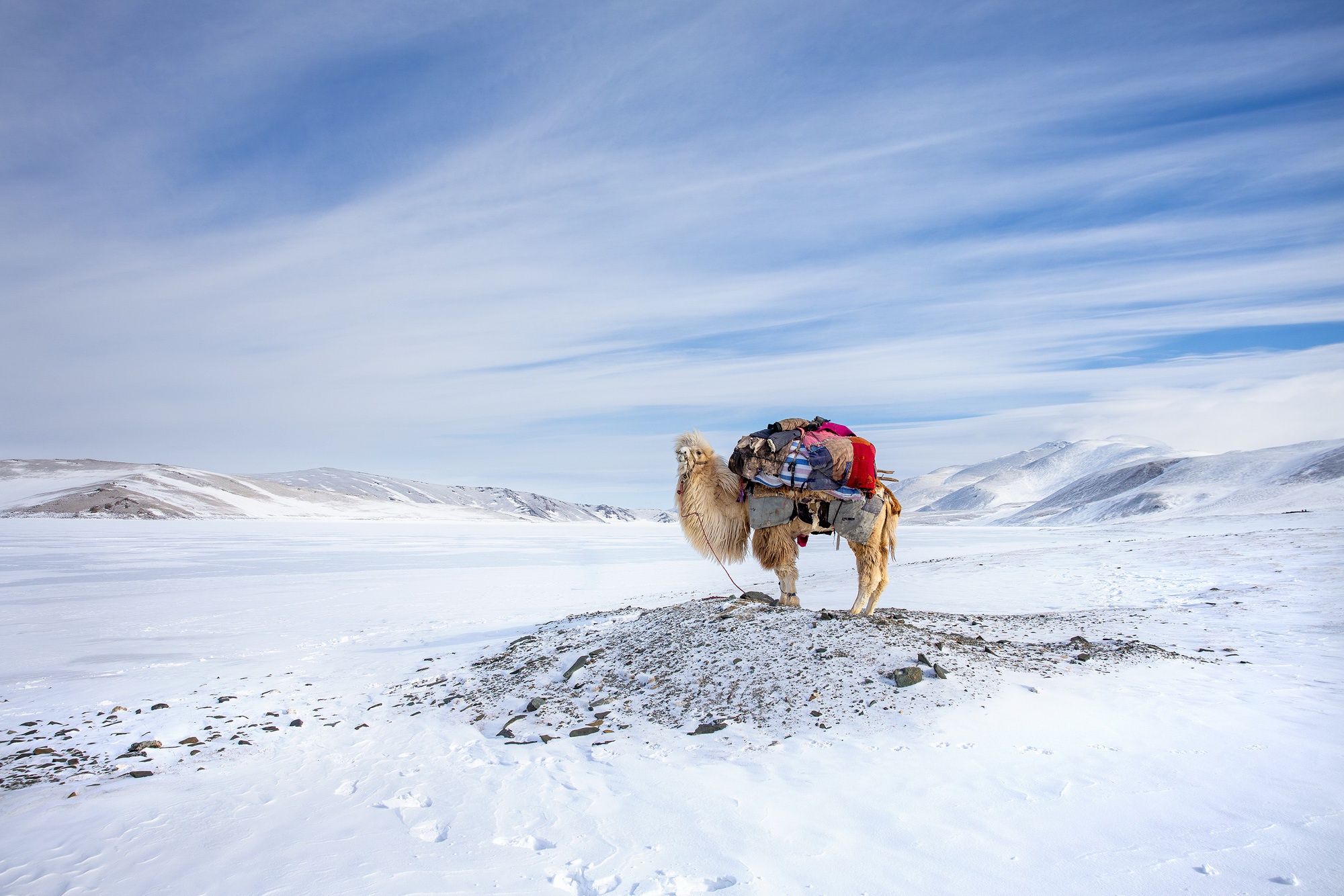 General 2000x1334 animals camels winter cold sky landscape snow