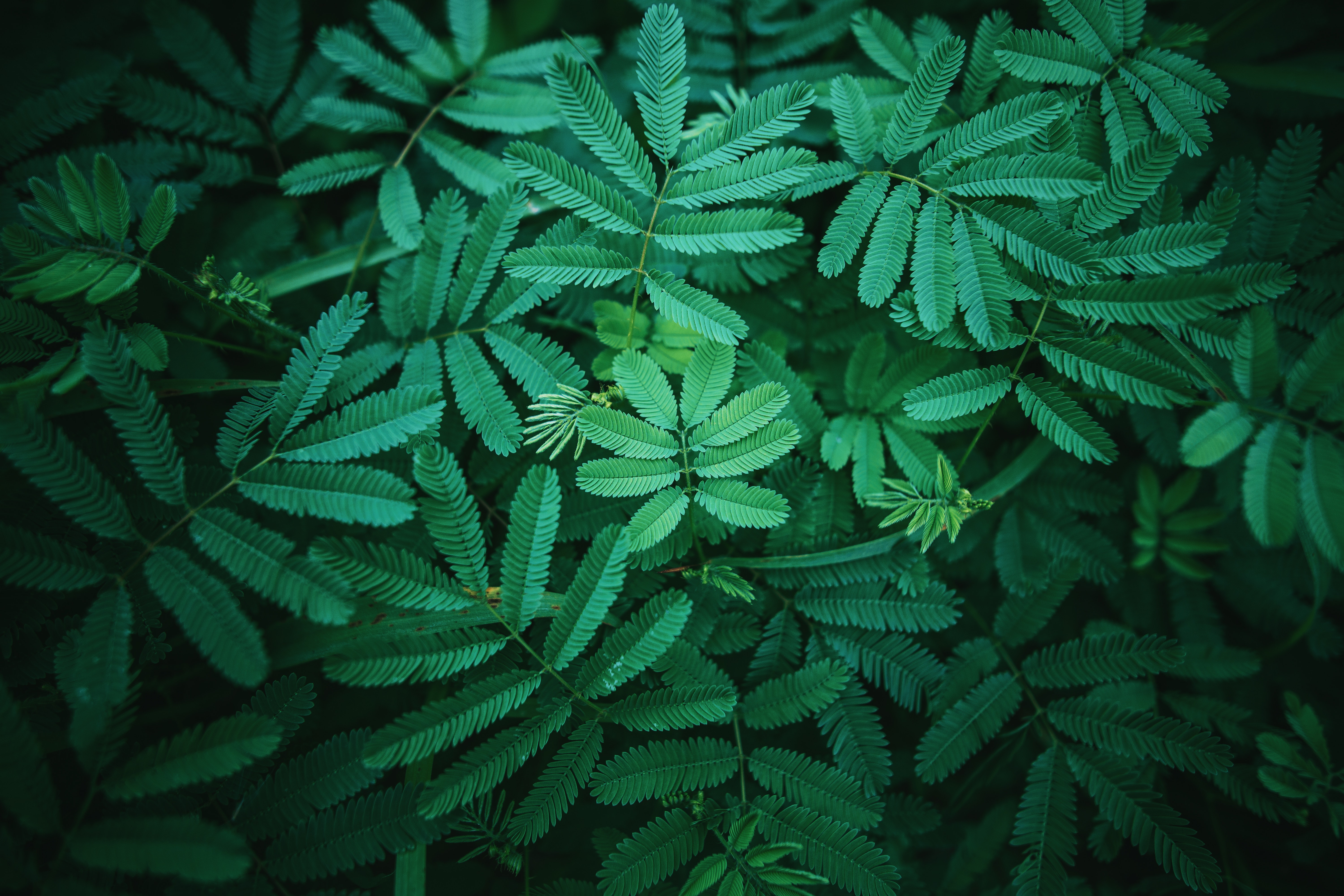 General 6000x4000 plants green leaves closeup