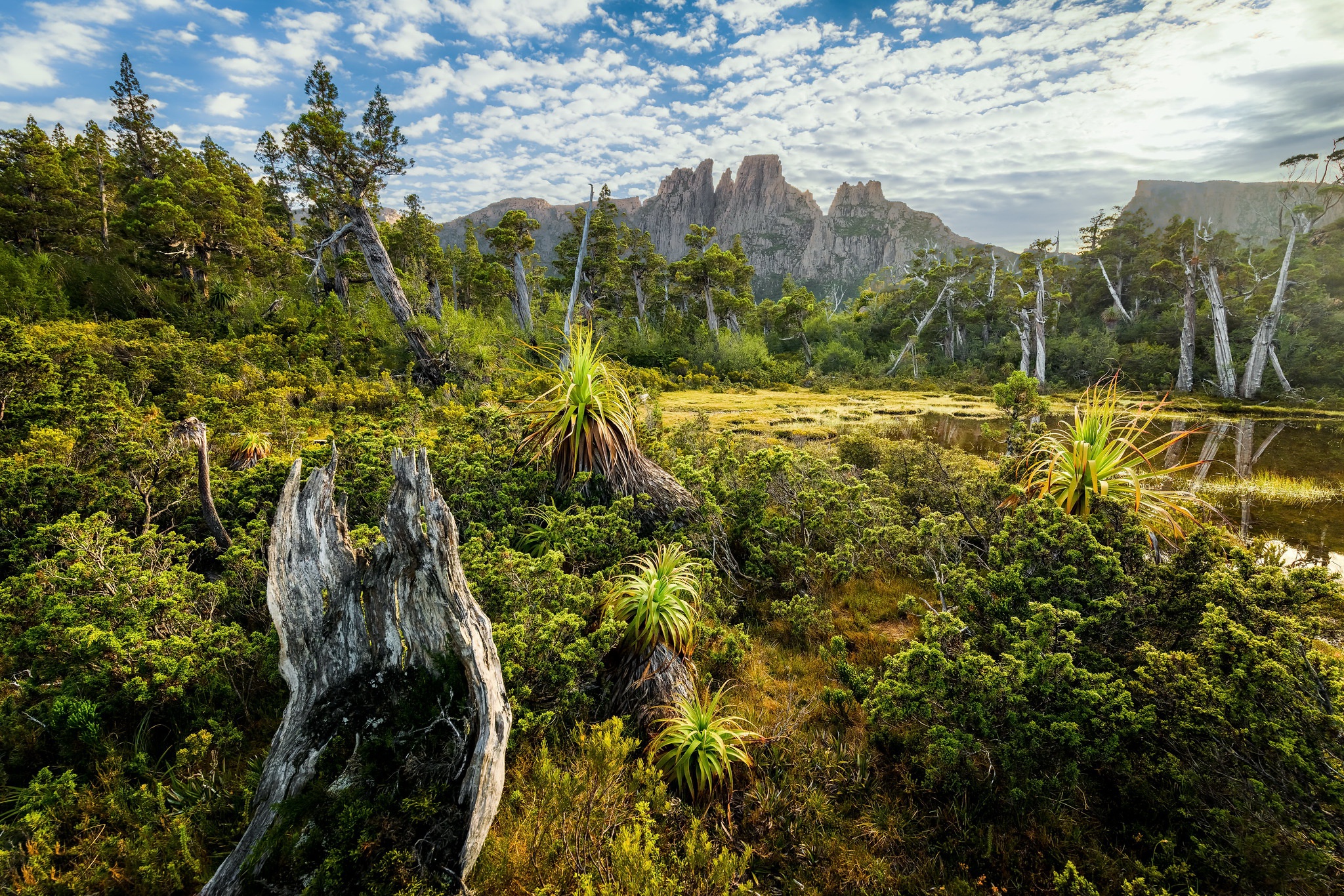 General 2048x1366 nature plants landscape outdoors Tasmania trees wood