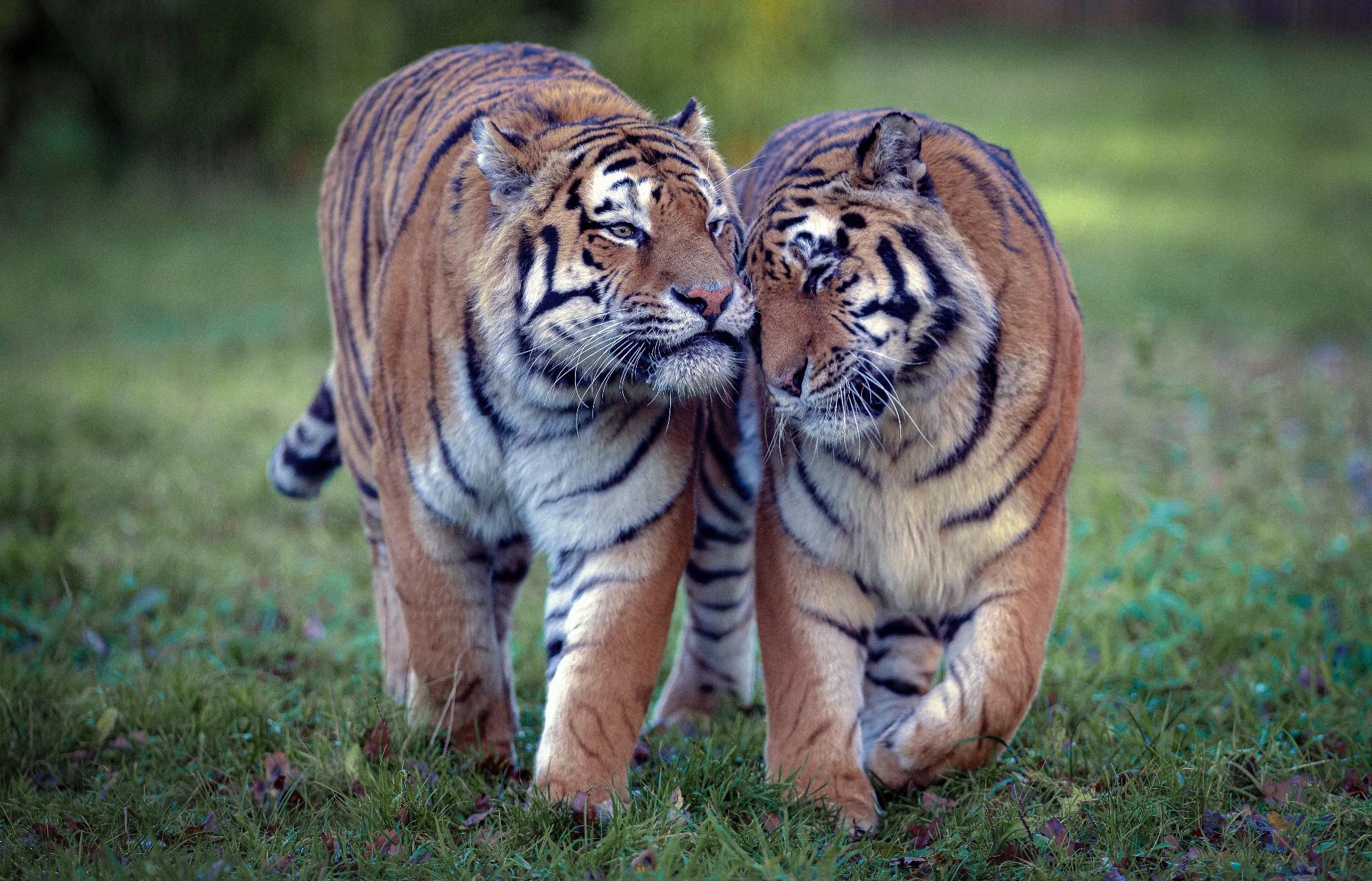 General 1920x1233 mammals tiger animals big cats