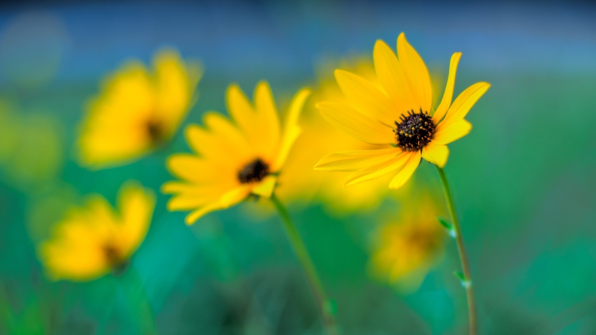 General 1920x1080 flowers nature plants blurred yellow green blue yellow flowers