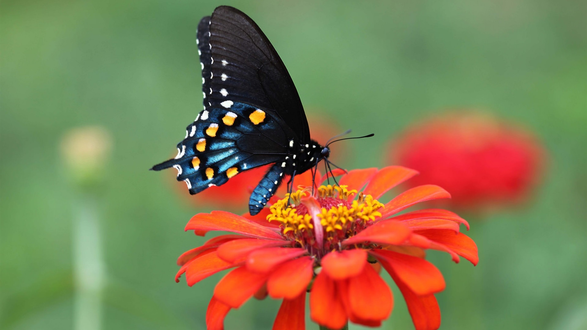 General 1920x1080 butterfly flowers nature