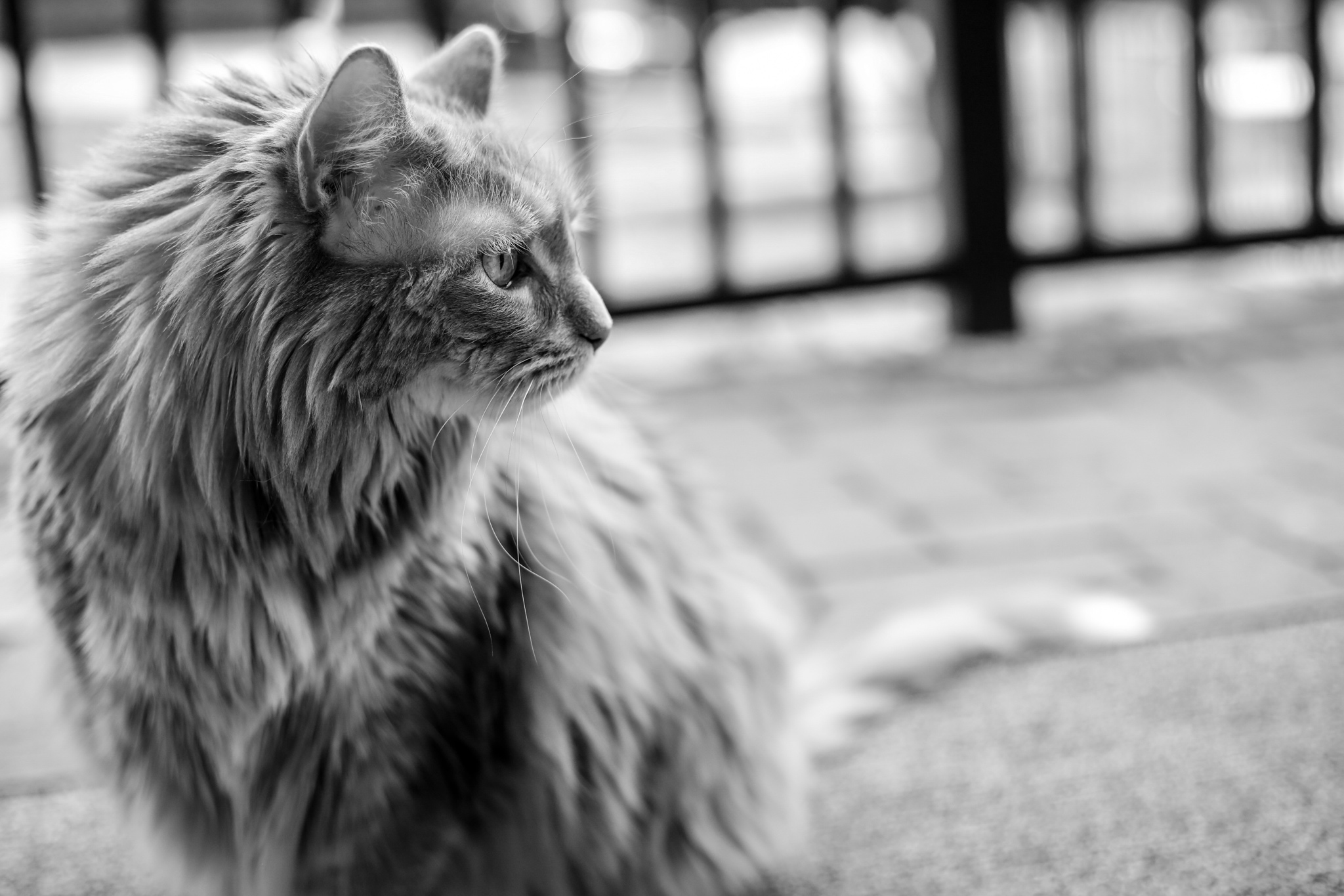 General 2048x1365 photography animals cats monochrome