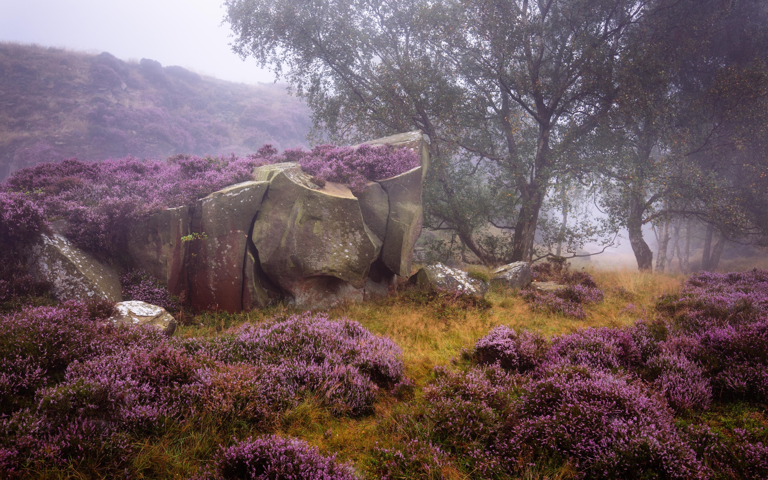 General 2560x1600 nature plants landscape rocks lavender mist