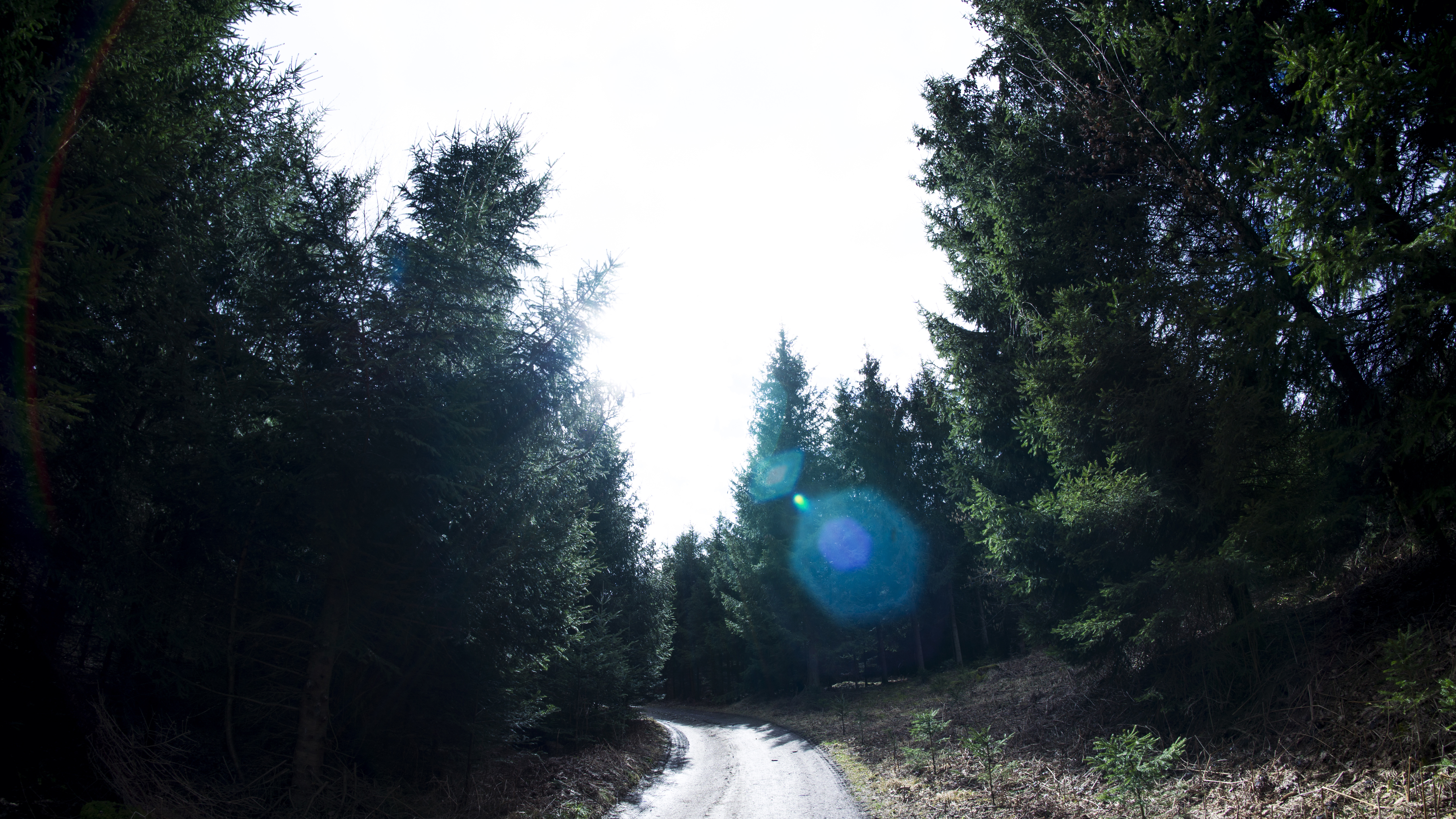 General 6000x3376 nature trees forest lens flare road wood lights