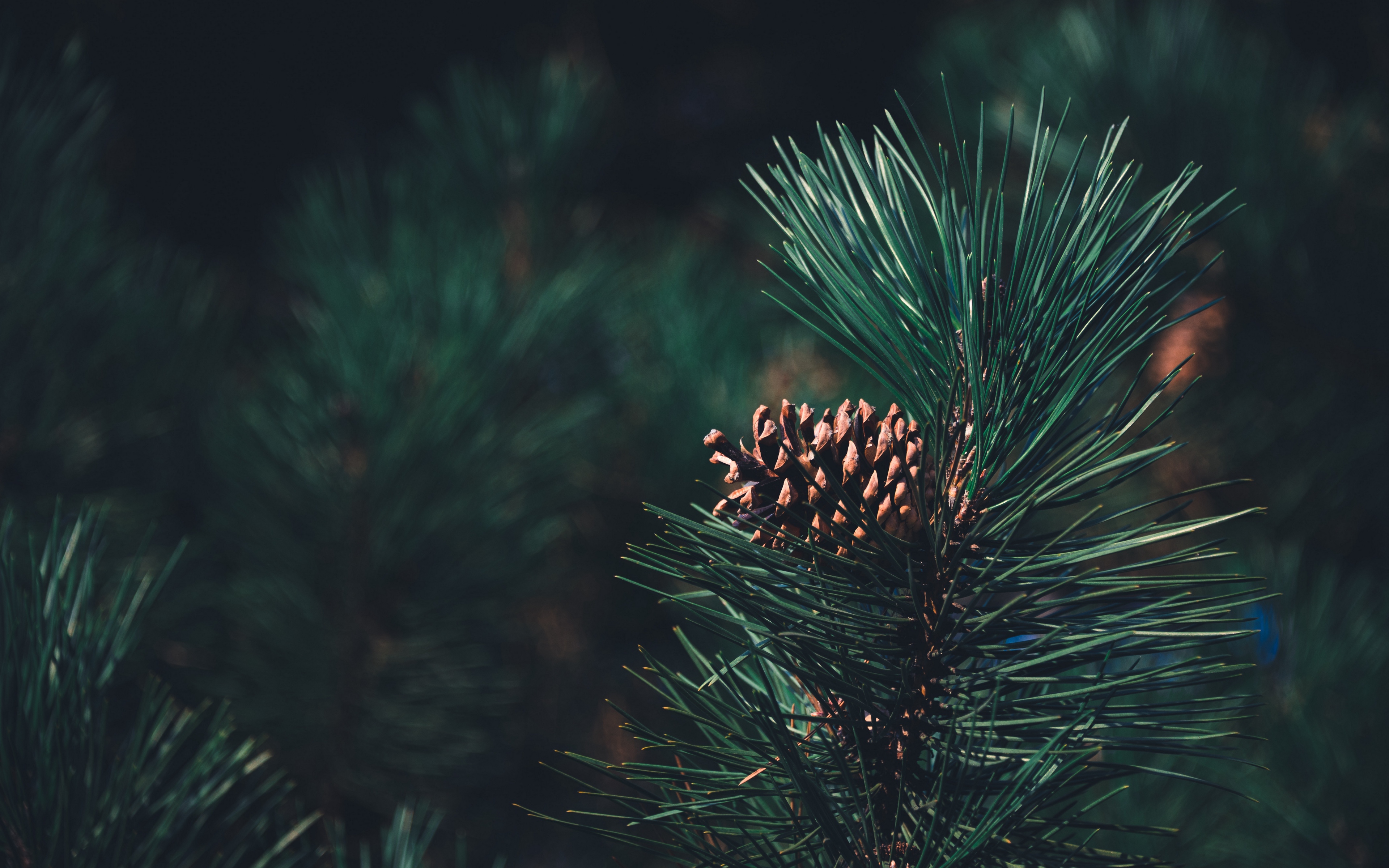 General 3840x2400 nature photography plants pine cones pine trees green