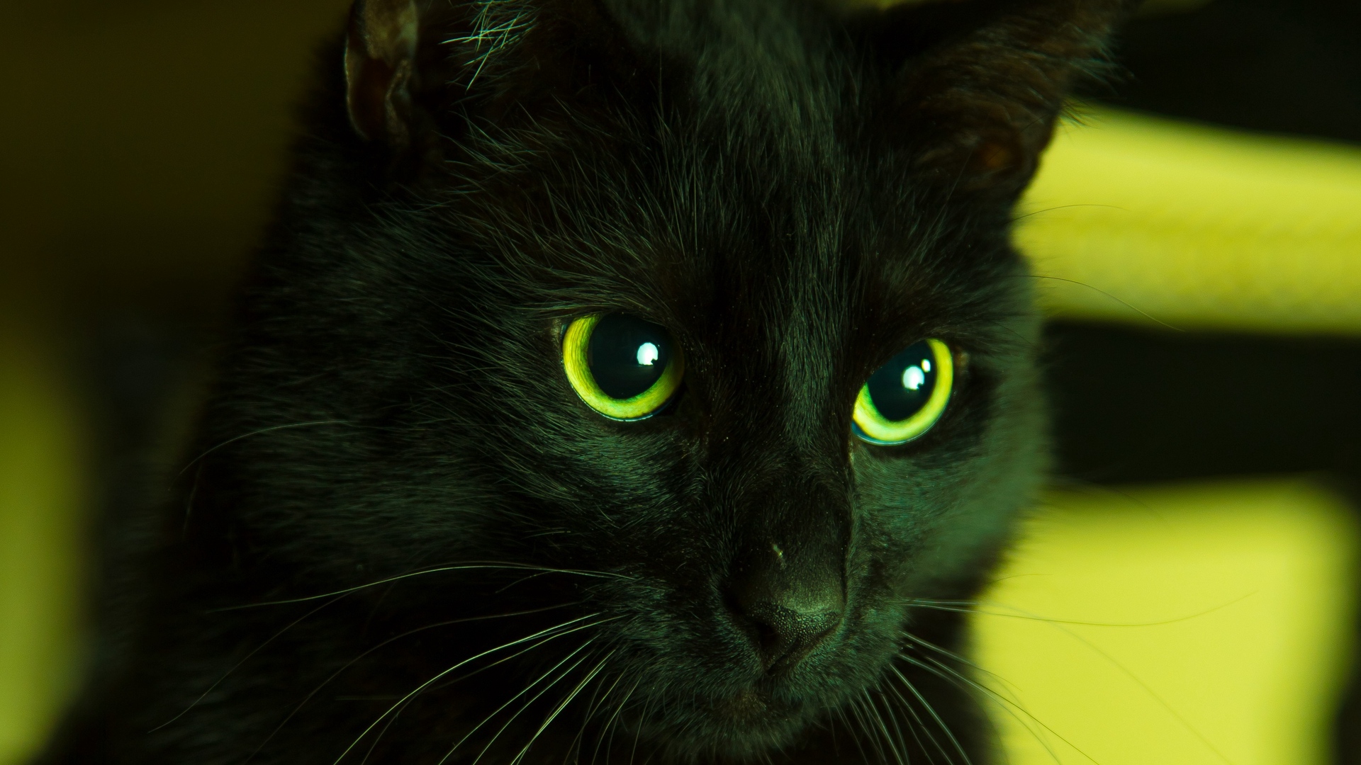 General 1920x1080 cats black cats animals green green light cat eyes