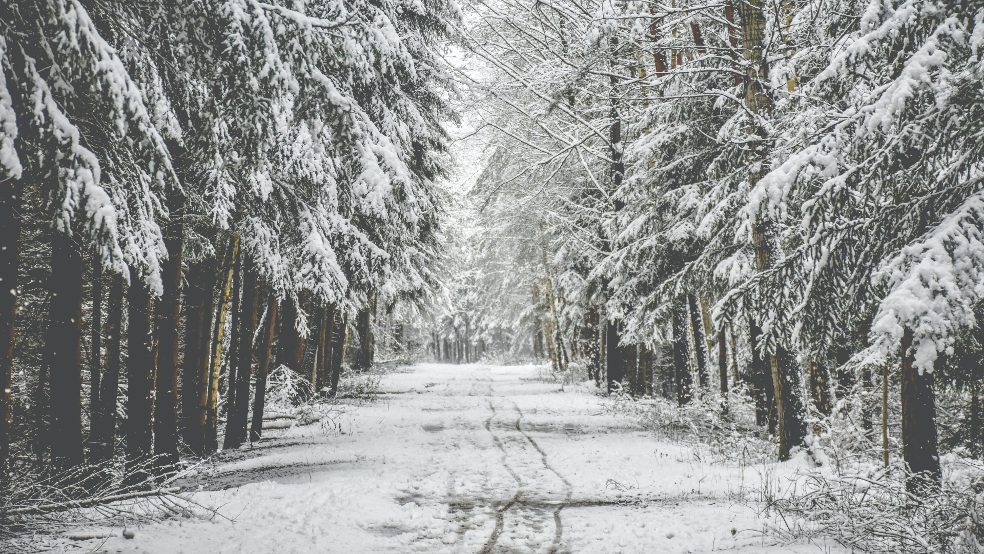 General 1920x1080 nature trees road snow winter plants forest Czech Republic outdoors
