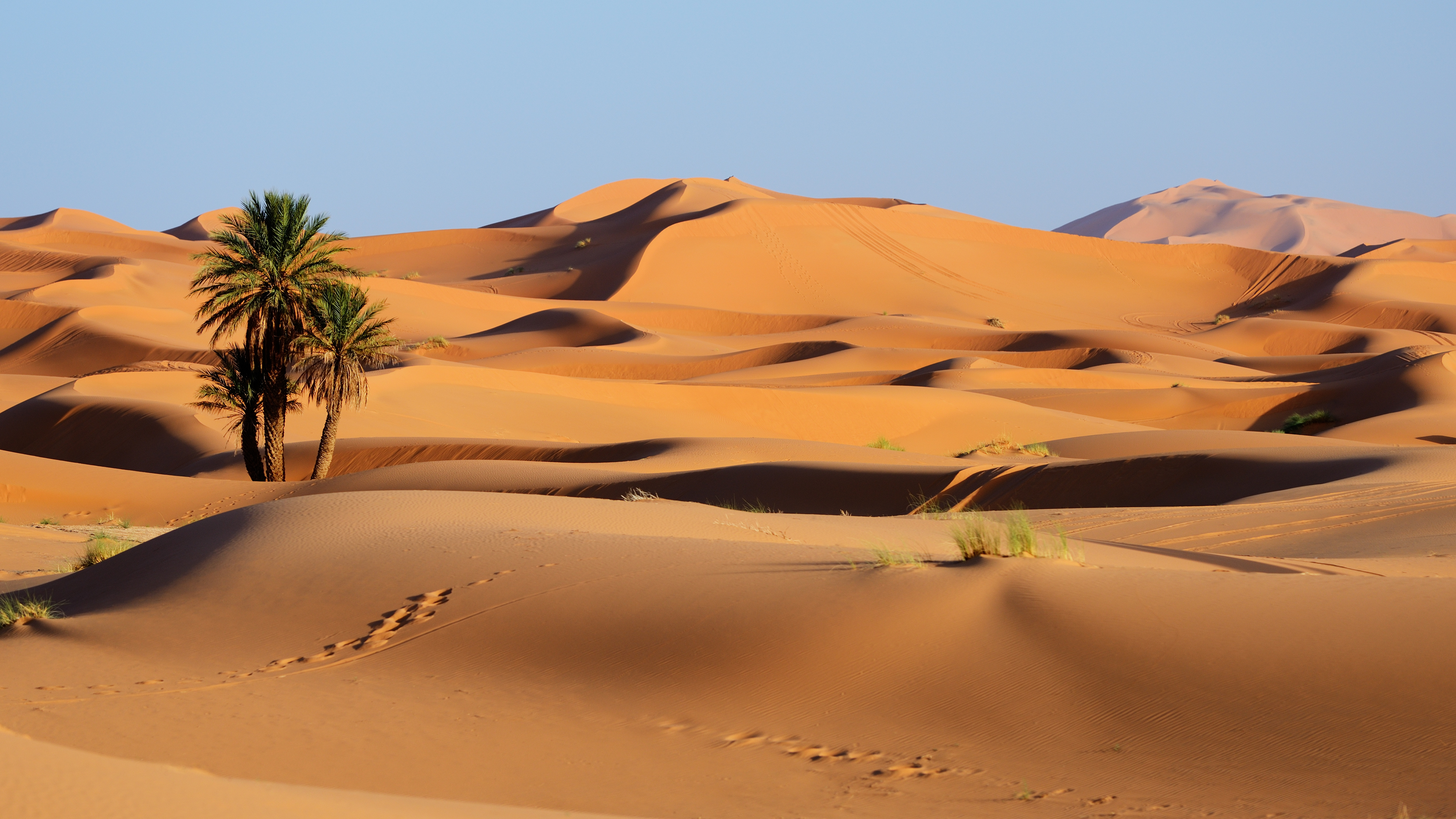 General 5120x2880 nature desert trees sand