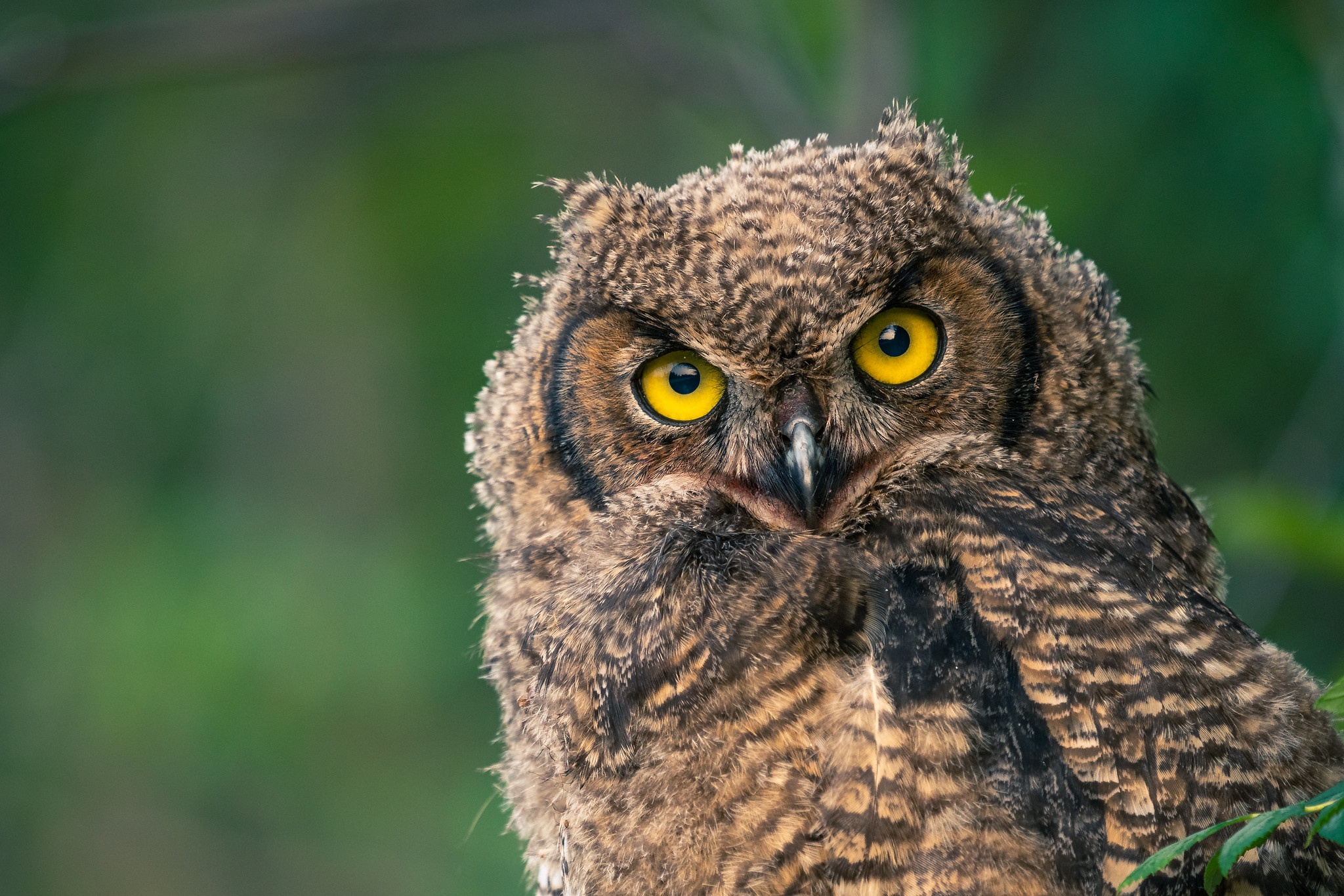 General 2048x1366 animals birds owl yellow eyes closeup looking at viewer blurred blurry background fur