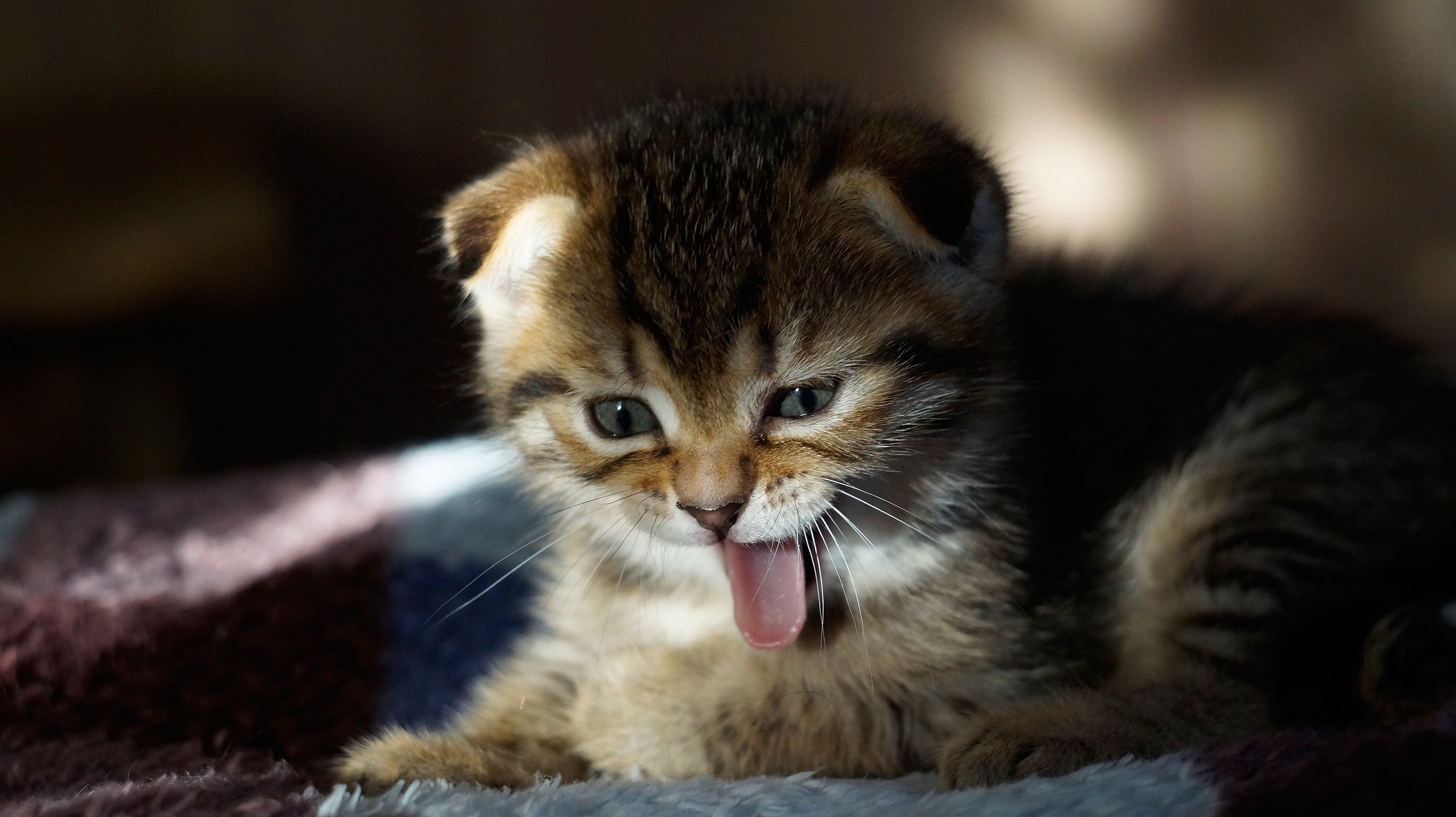 General 2500x1403 animals mammals cats tongues tongue out feline kittens closeup