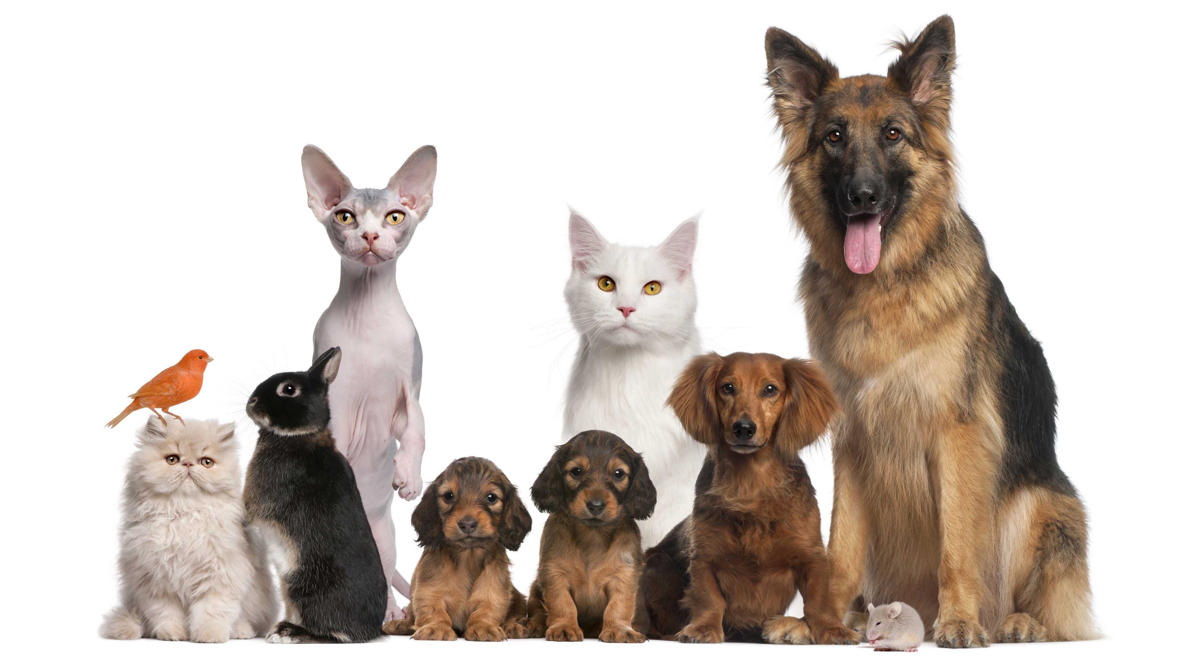 General 3840x2160 dog puppies cats rabbits birds mice animals mammals simple background white background