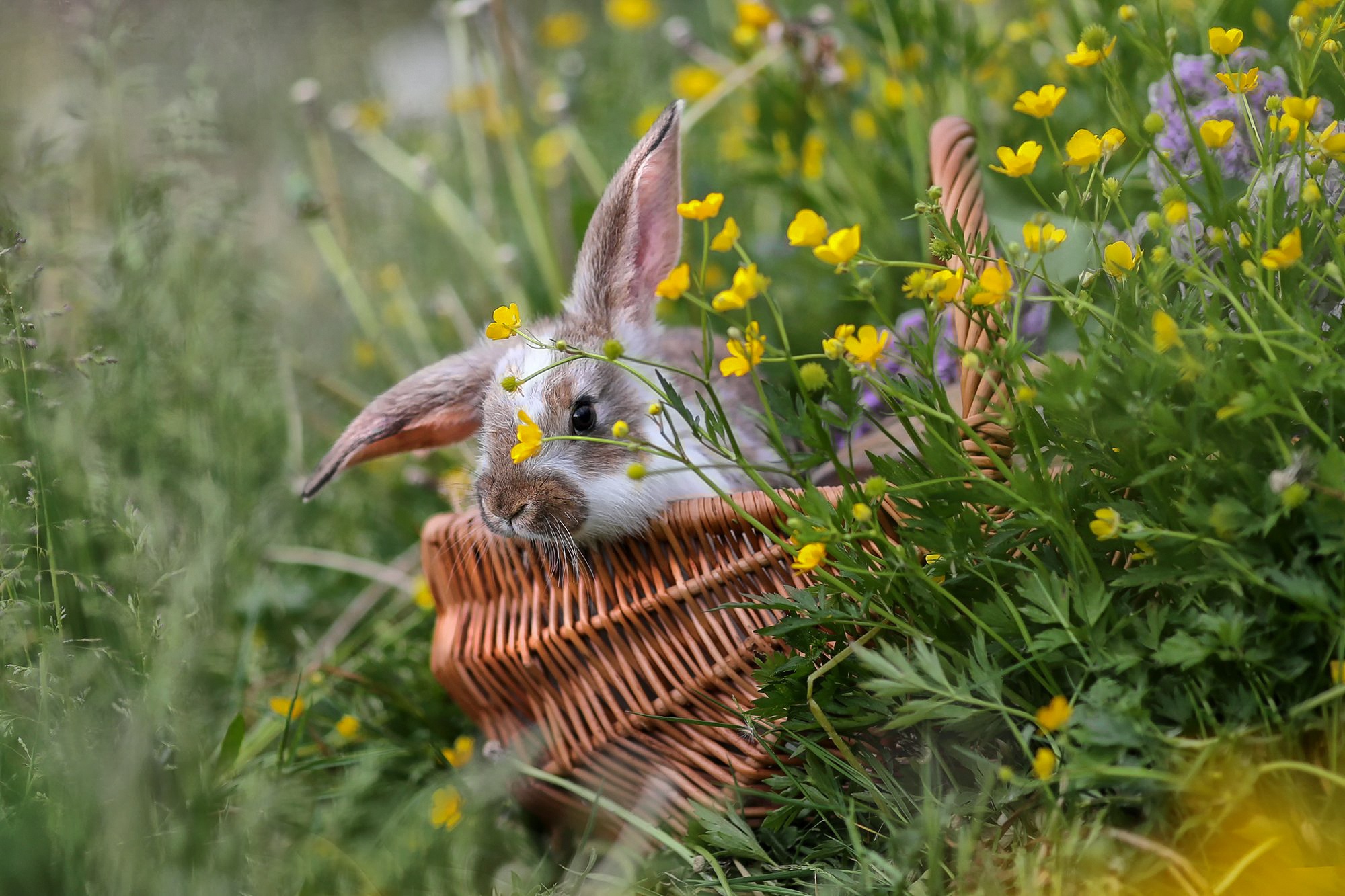 General 2000x1333 animals mammals flowers plants yellow flowers baskets outdoors closeup rabbits