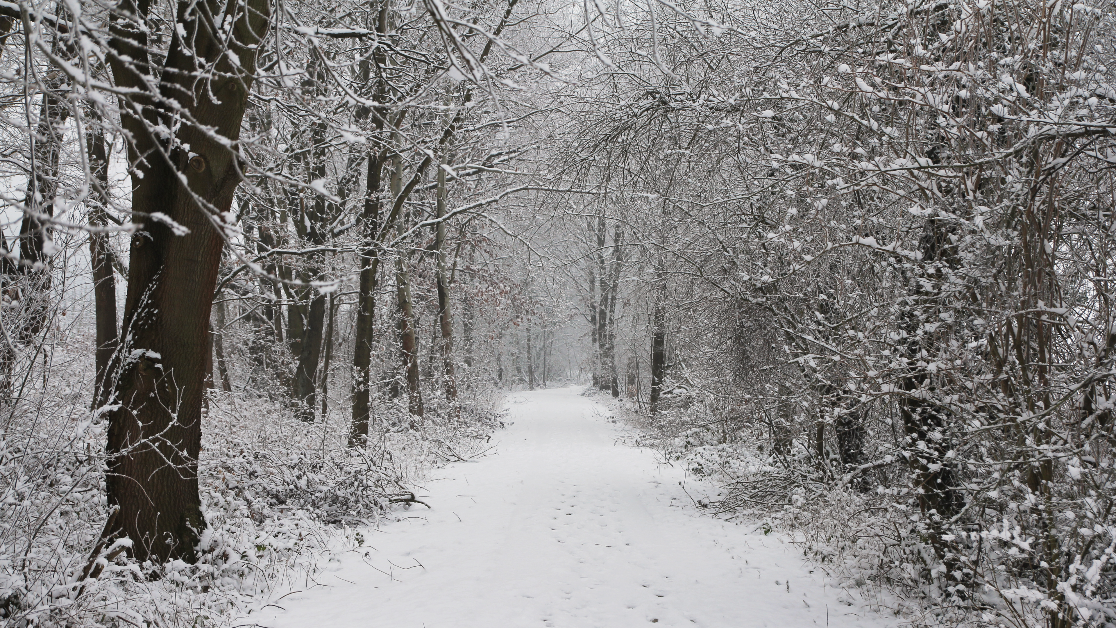 General 3840x2160 snow nature forest trees path winter