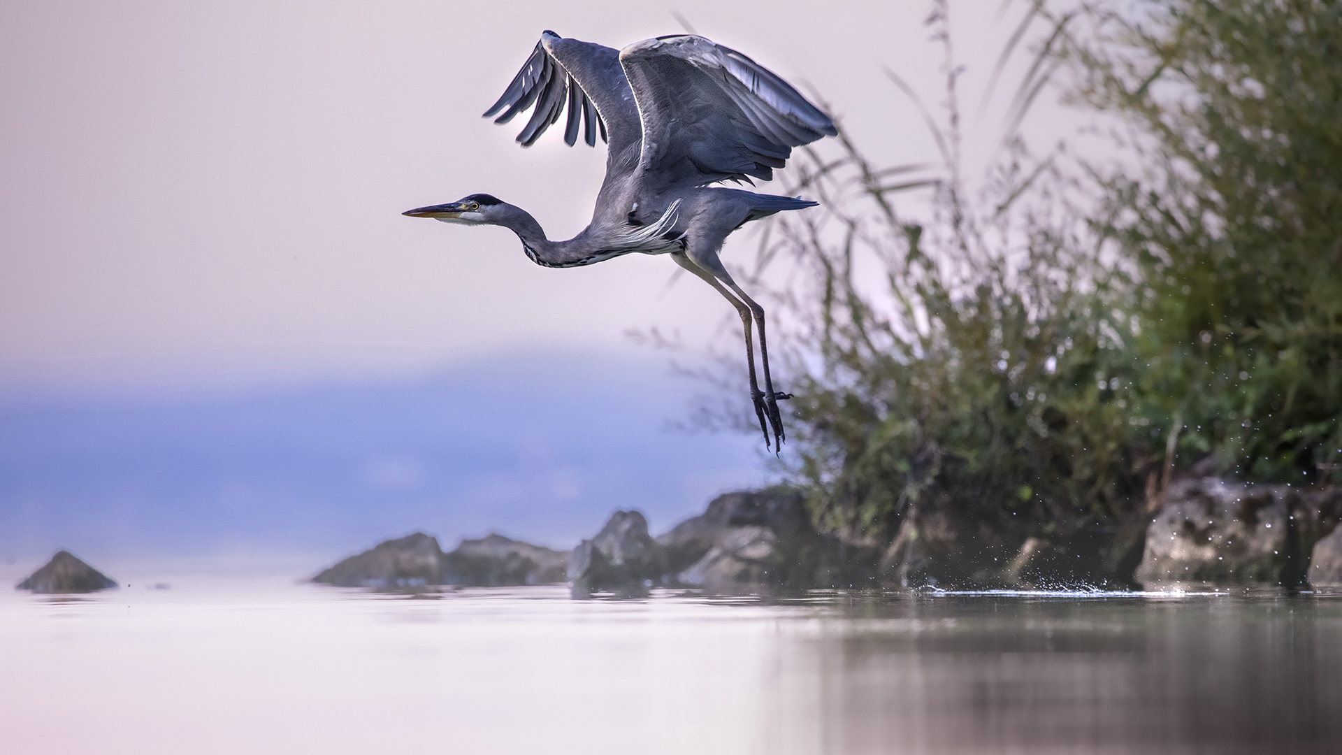 General 1920x1080 water herons grass photography