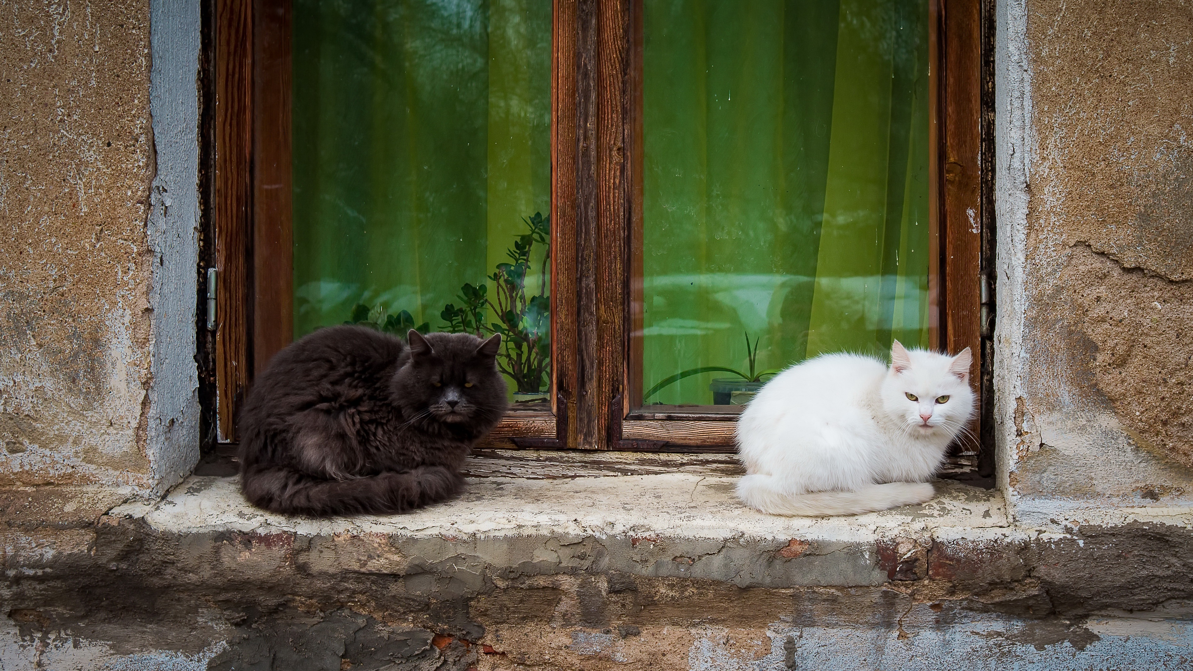 General 3840x2160 cats animals mammals window outdoors feline