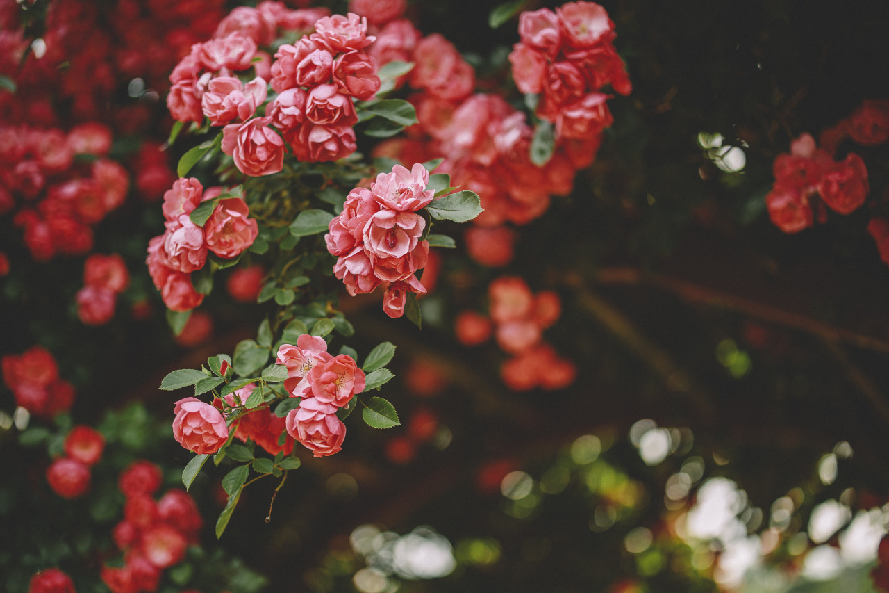 General 1280x853 flowers nature landscape red plants forest field bushes grass photography leaves green rose colorful pink