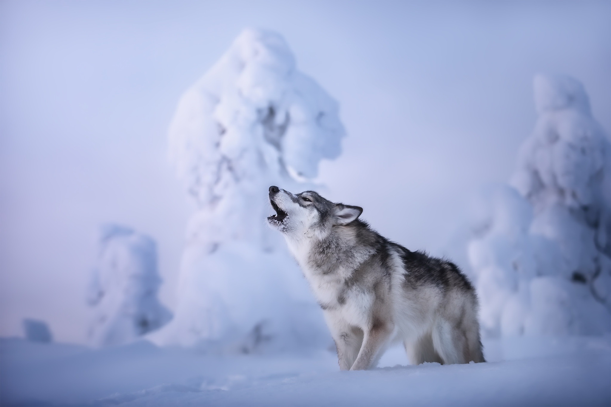 General 2048x1365 animals mammals wolf snow winter cold outdoors