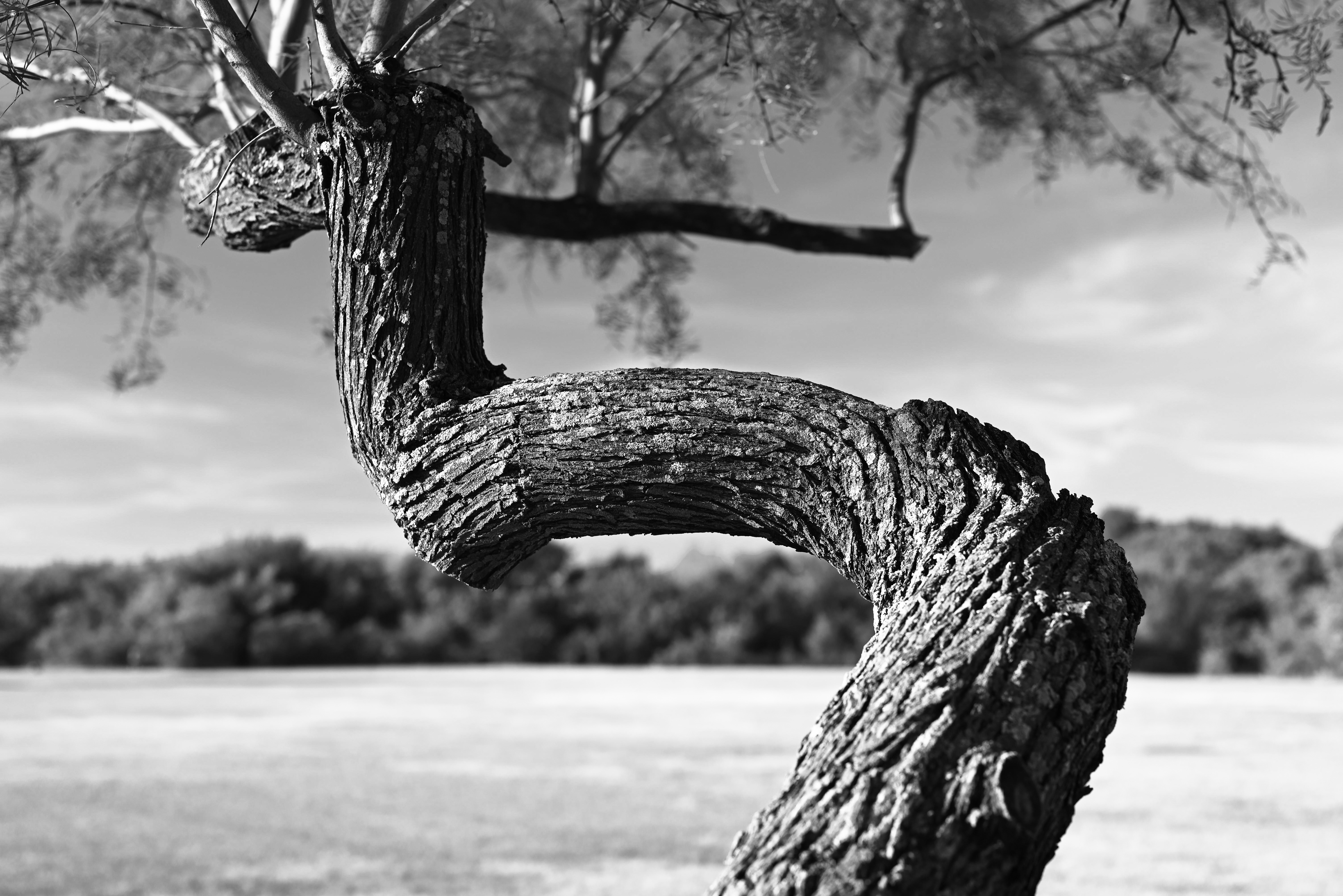 General 6016x4016 nature tree bark monochrome outdoors landscape contrast photography trees depth of field
