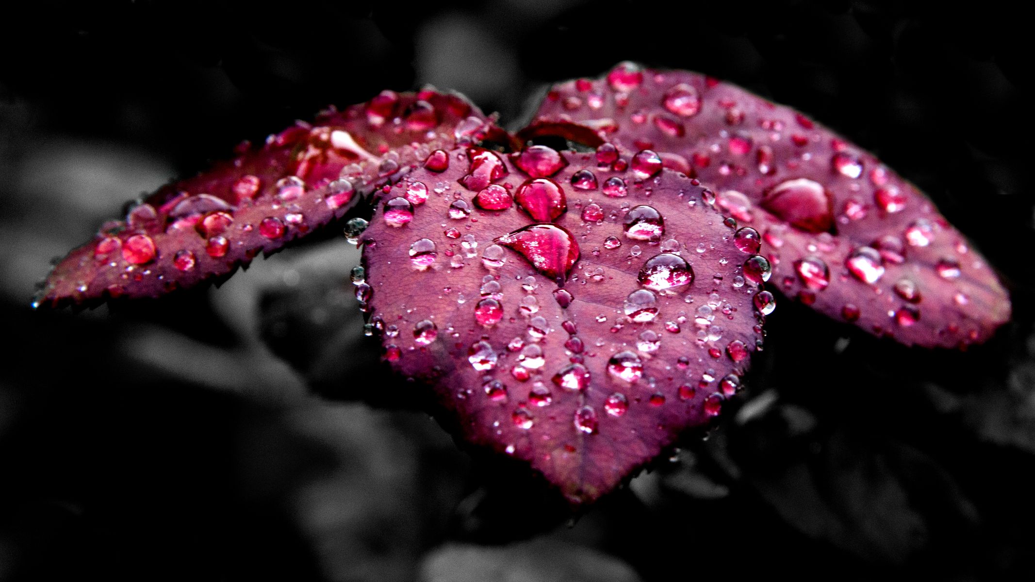 General 2133x1200 leaves nature rain water drops purple red fuchsia macro plants