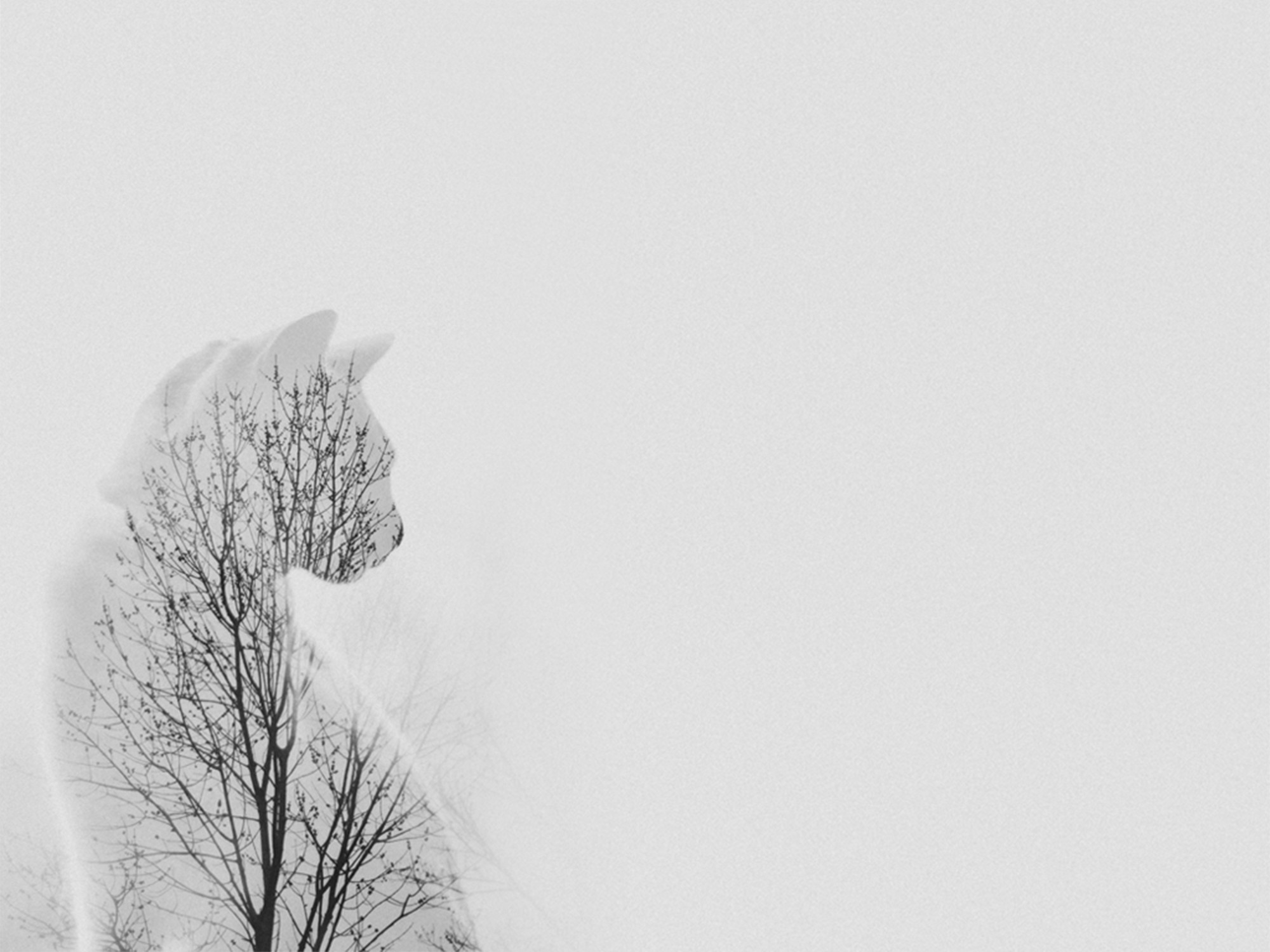 General 2000x1500 trees branch cats double exposure minimalism