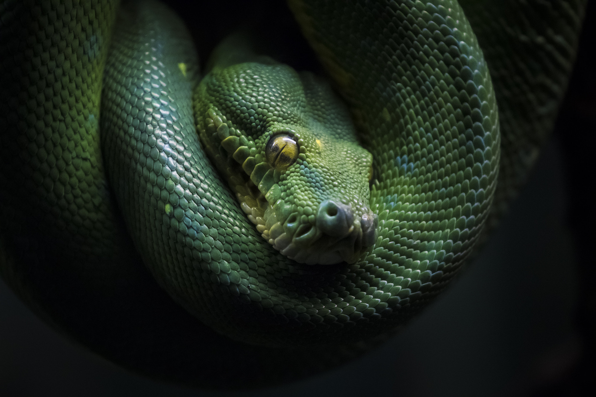 General 2048x1365 dark snake reptiles animals green