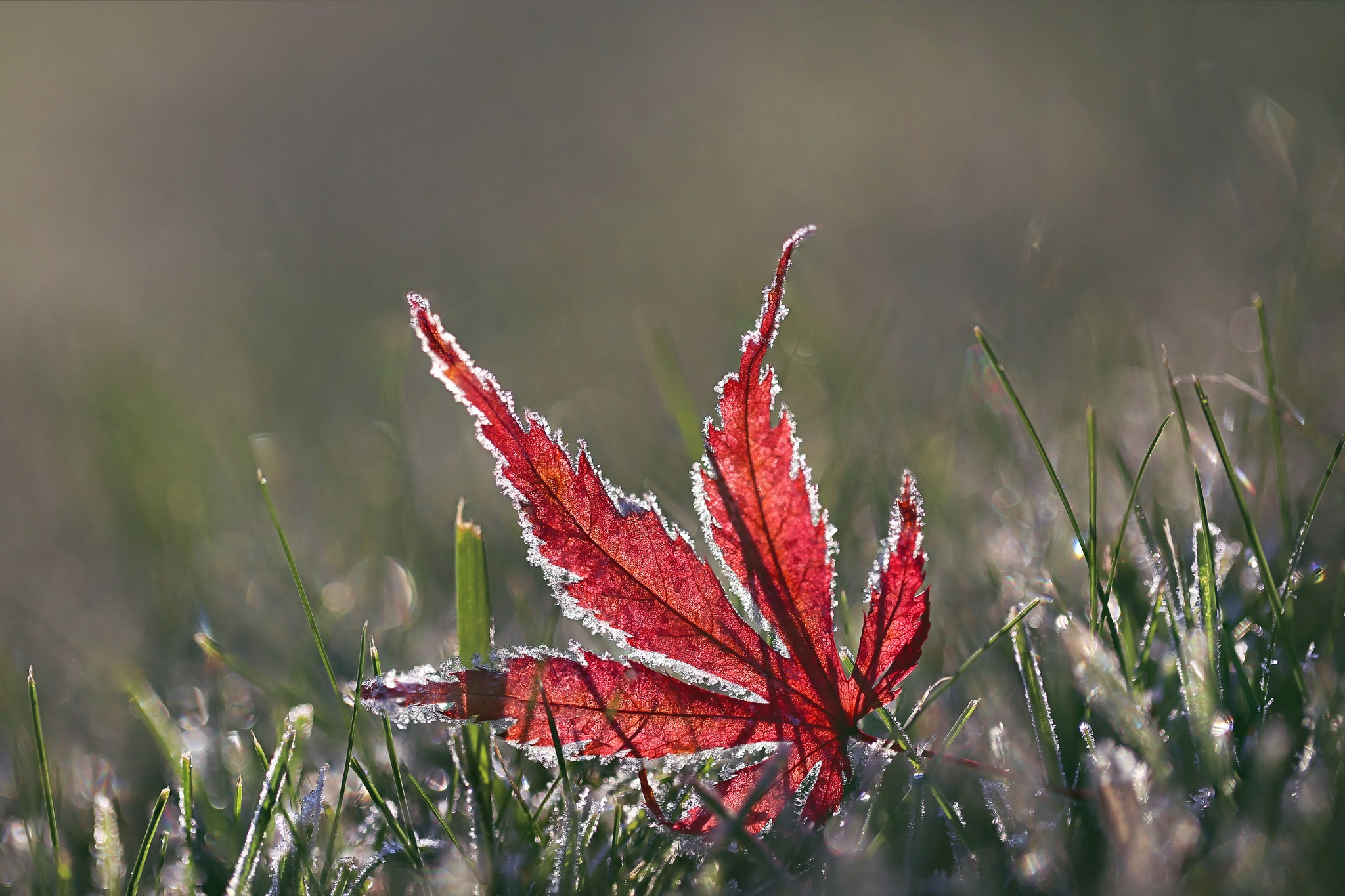 General 2048x1365 leaves grass plants outdoors red leaves