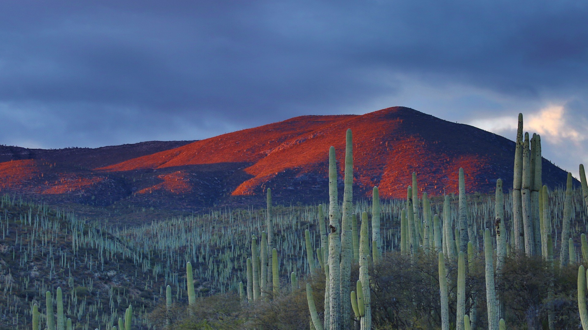General 1920x1080 nature landscape clouds Mexico cactus field hills evening mountains plants