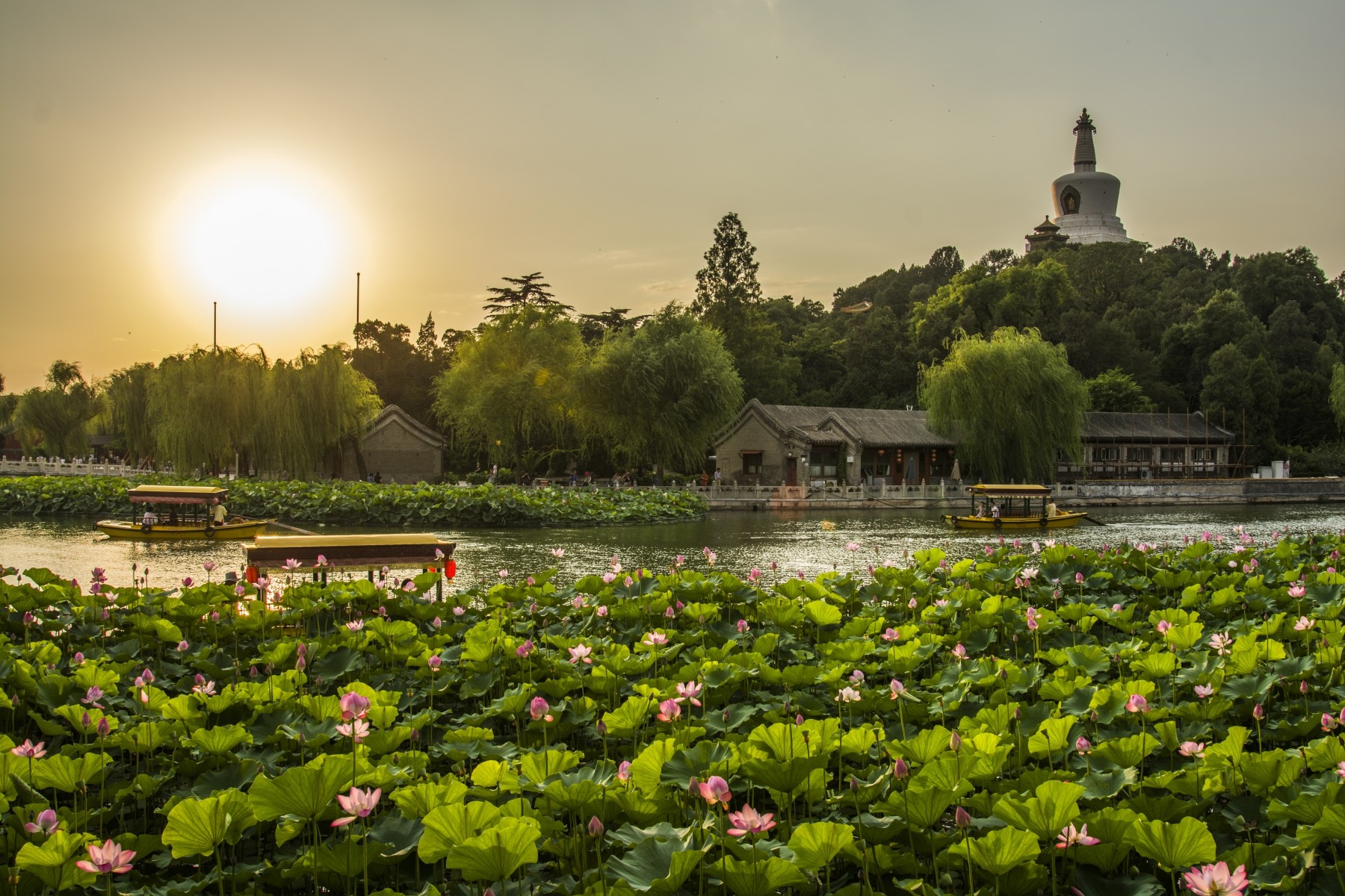 General 1800x1200 sunset flowers plants China Beihai Park