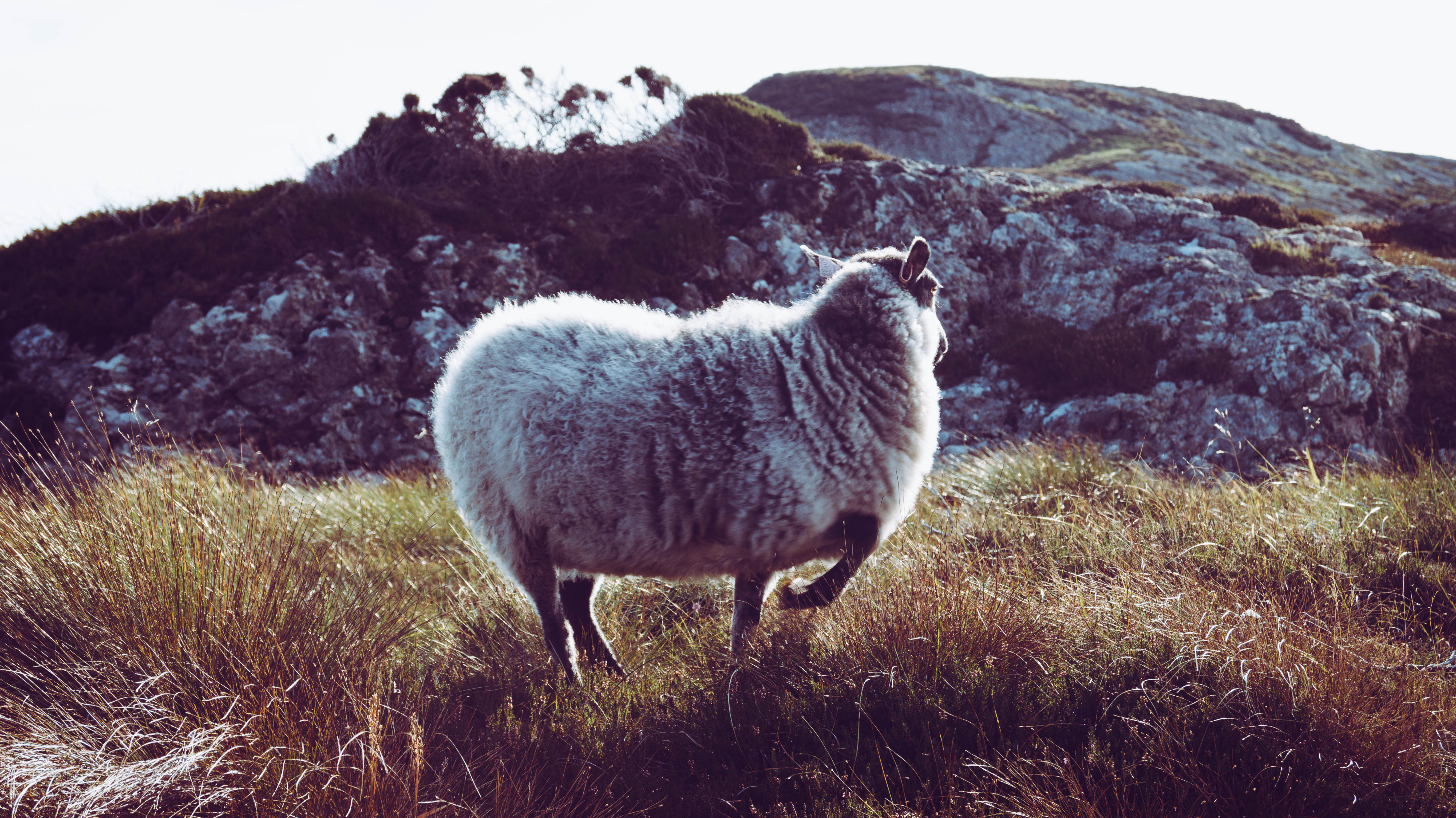 General 5456x3064 sheep mountains grass Norway landscape animals nature