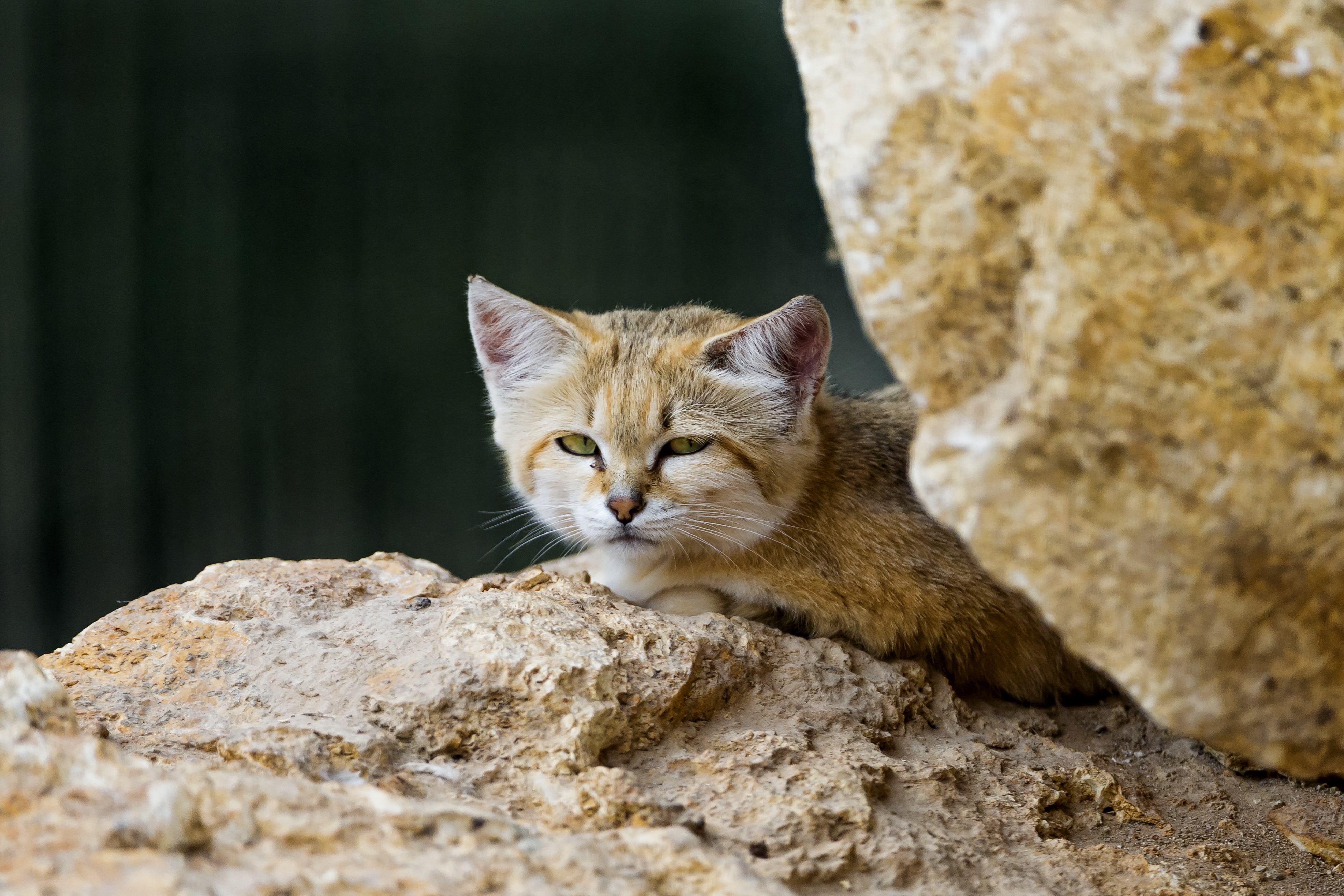 General 3938x2625 animals mammals feline cats sand cat