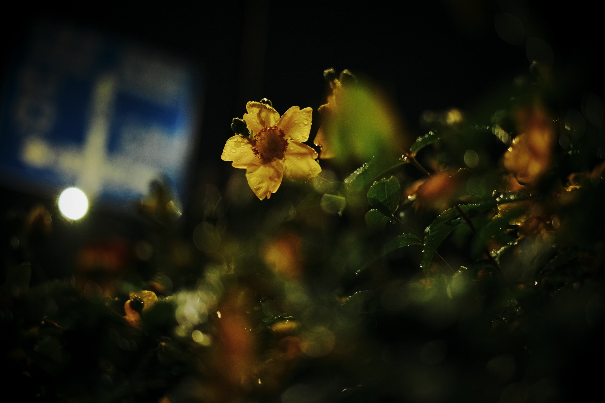 General 2048x1365 photography macro lights flowers leaves plants bokeh yellow flowers water drops garden