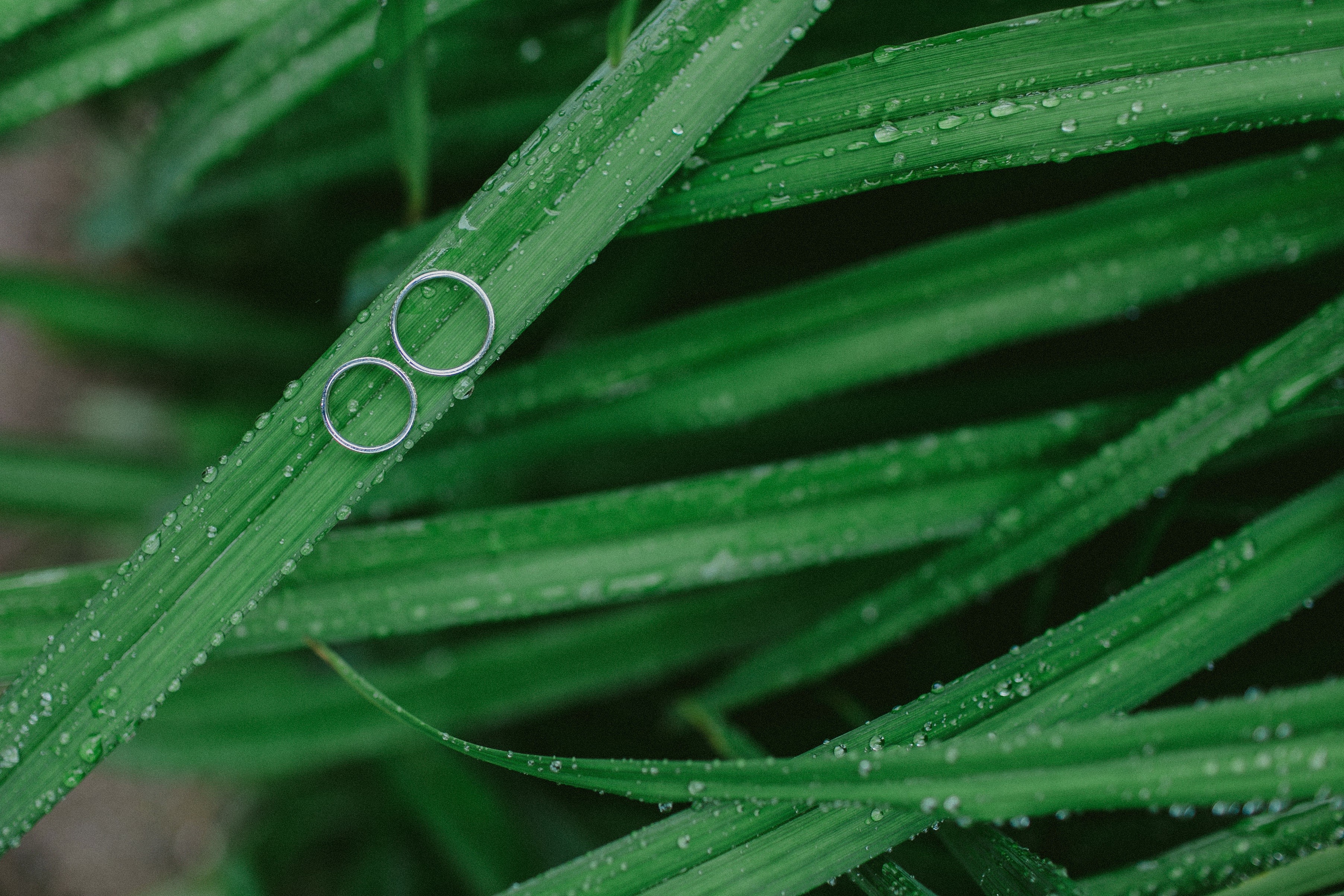 General 3609x2406 nature rings dew plants leaves wet water drops top view green