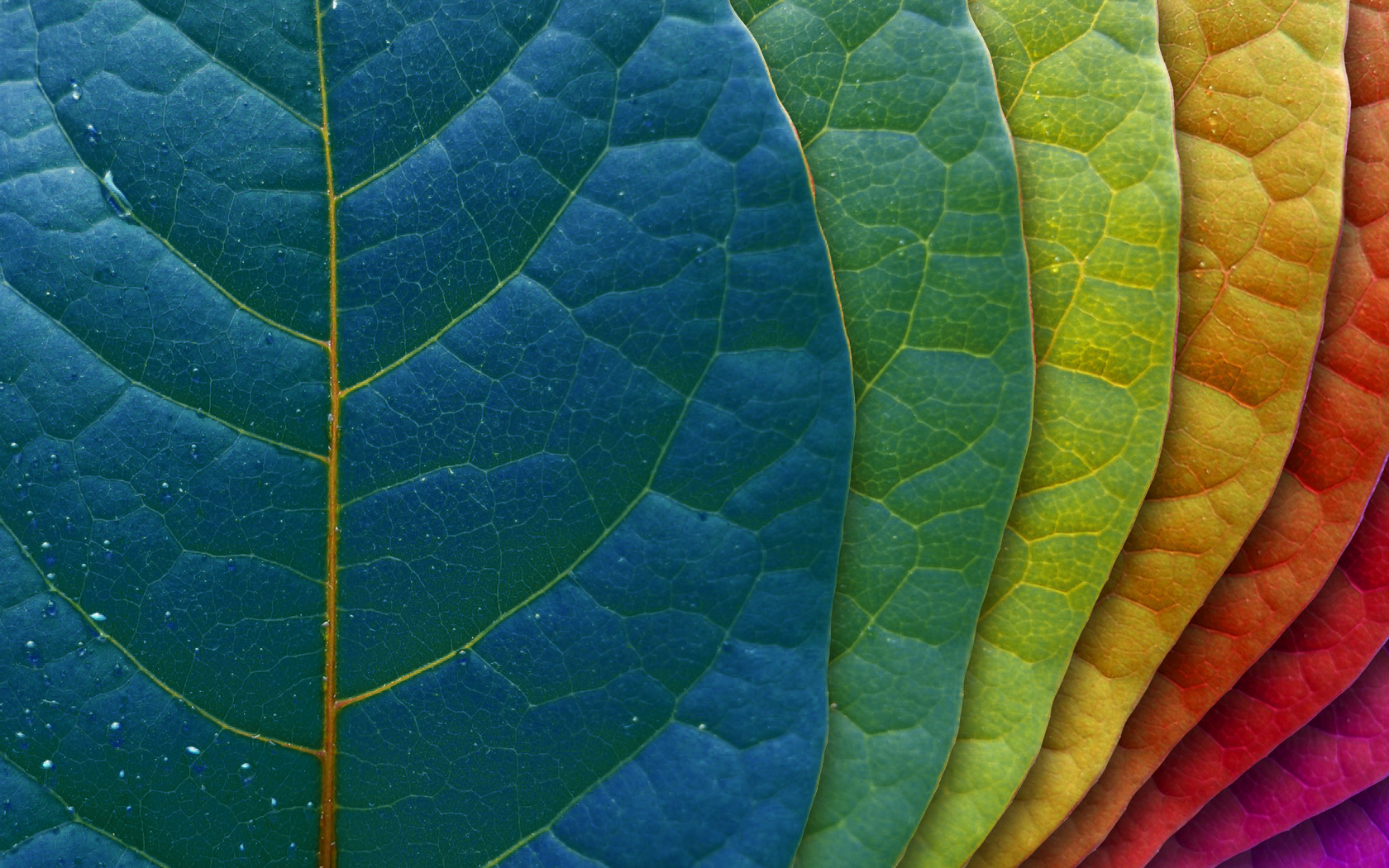 General 1680x1050 nature leaves colorful plants