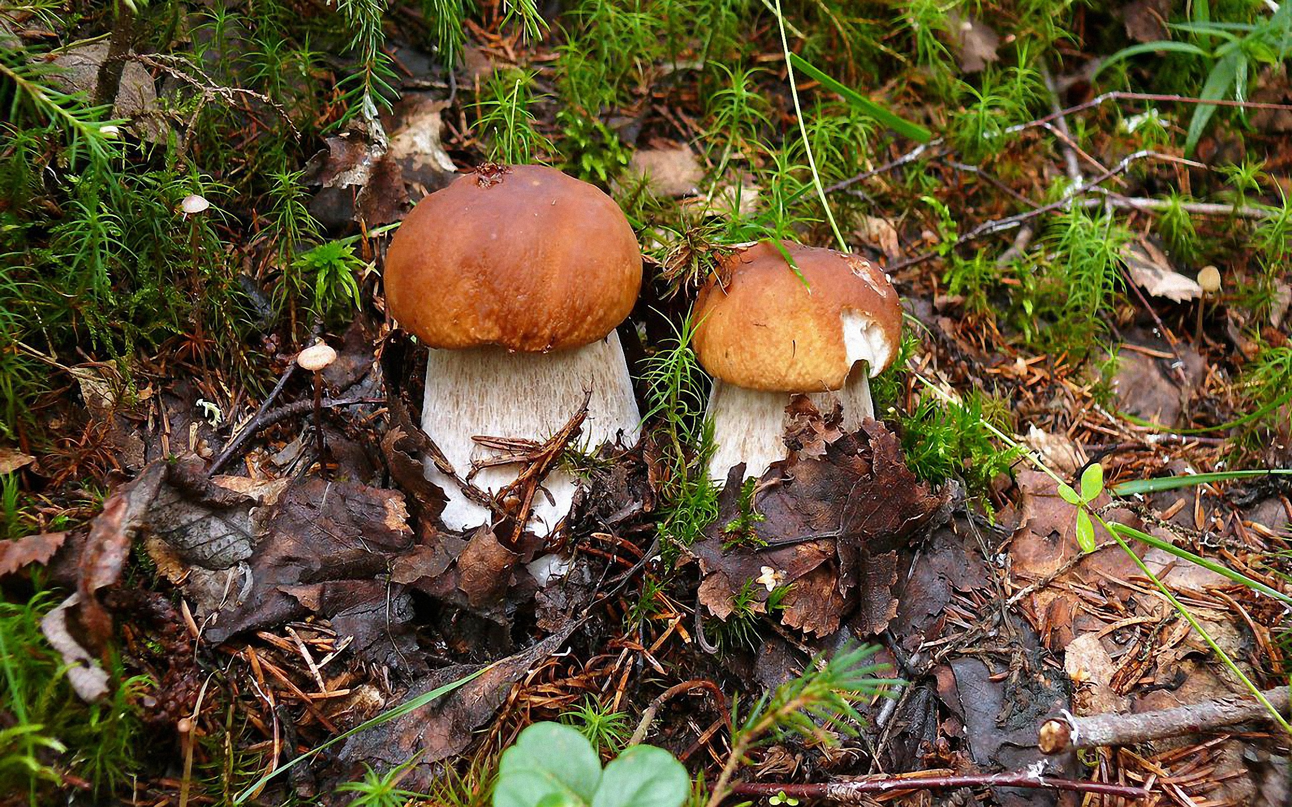 General 2560x1600 mushroom nature plants fallen leaves closeup