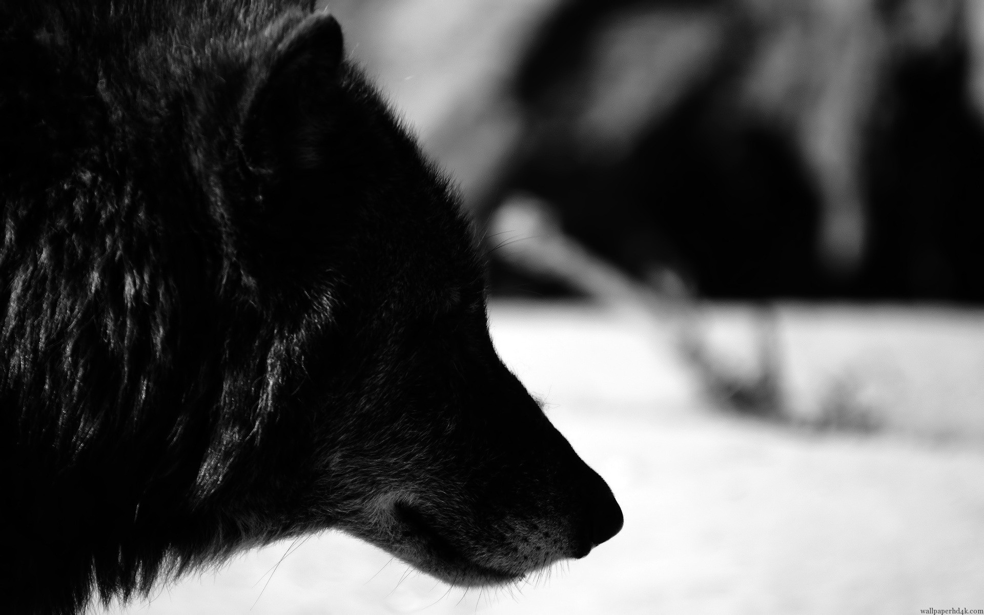 General 1920x1200 animals wolf black monochrome mammals