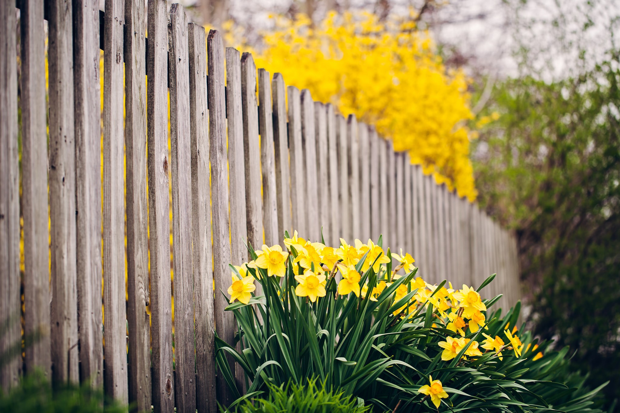 Нарциссы в саду. Цветы на заборе. Нарциссы в ландшафте. Цветущий забор. Желтый забор.