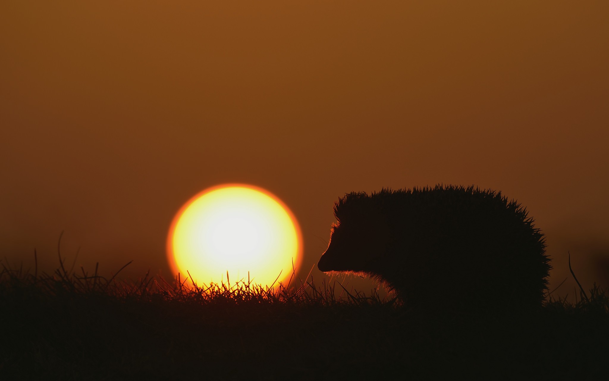 General 2048x1280 animals hedgehog mammals silhouette Sun sunset brown nature